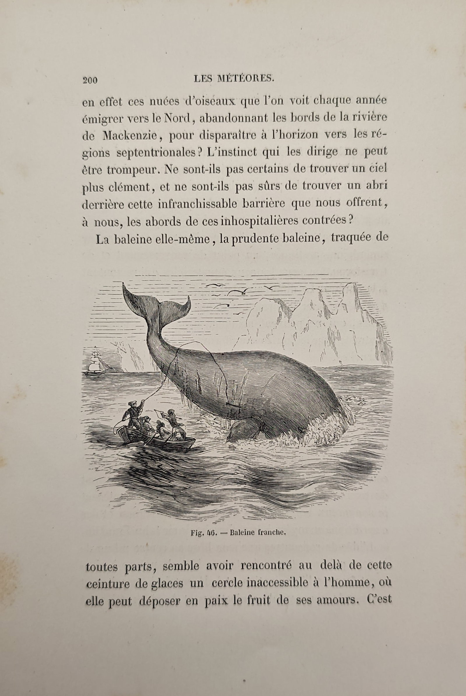 Frédéric Zurcher and Élie Margollé – Right Whale – Engraving (19th Century): "The Meteors" illustrates a massive right whale breaching amidst arctic waters as whalers in a small rowboat attempt a capture near icebergs and distant sailing vessels. The marine study reflects nine