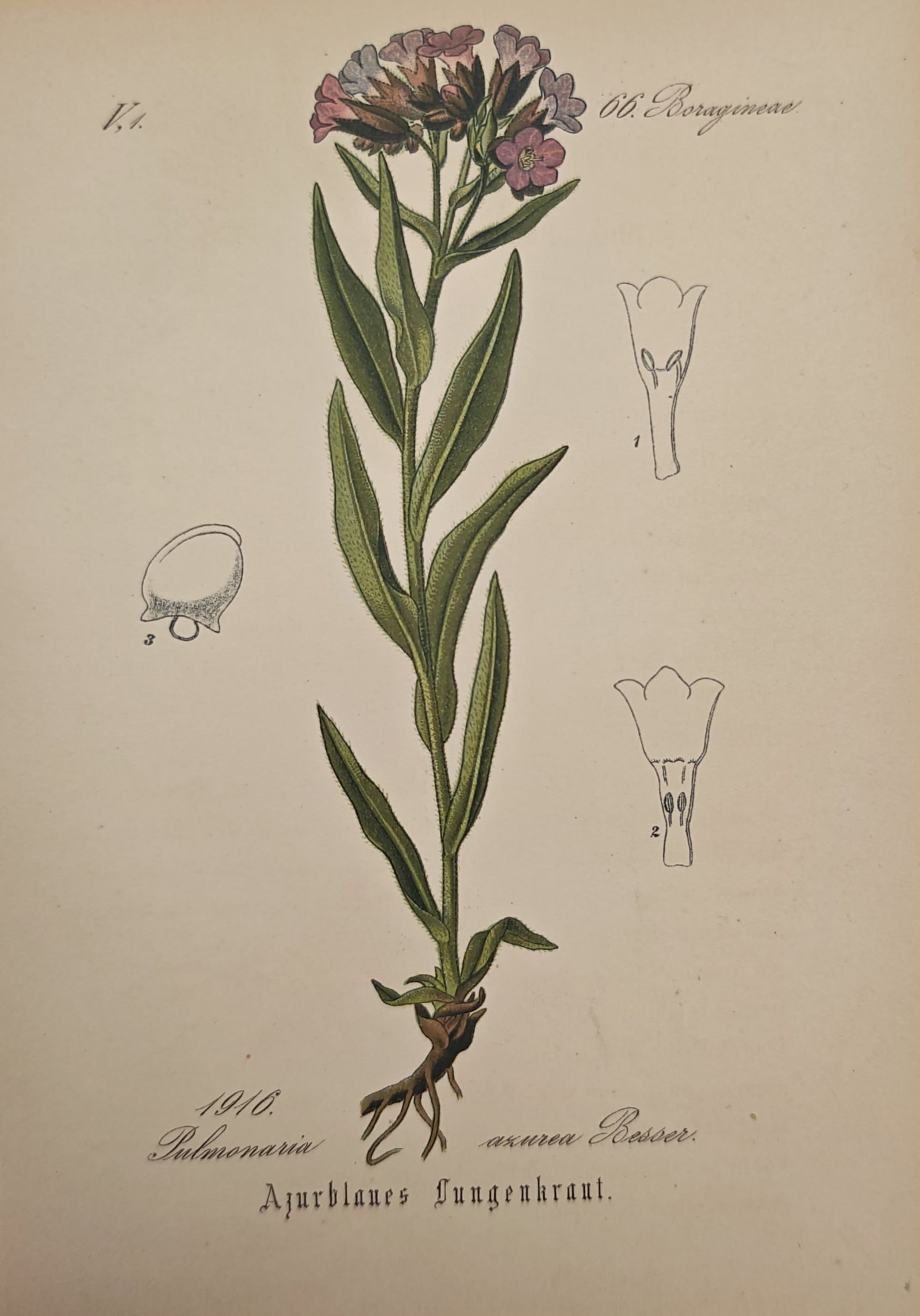 Franz Eugen Köhler – Azure Lungwort – Lithograph (19th Century): "Azure Lungwort" illustrates a flowering botanical specimen featuring lanceolate foliage, terminal floral clusters, and detailed dissections of the floral anatomy. The study highlights the morphology 