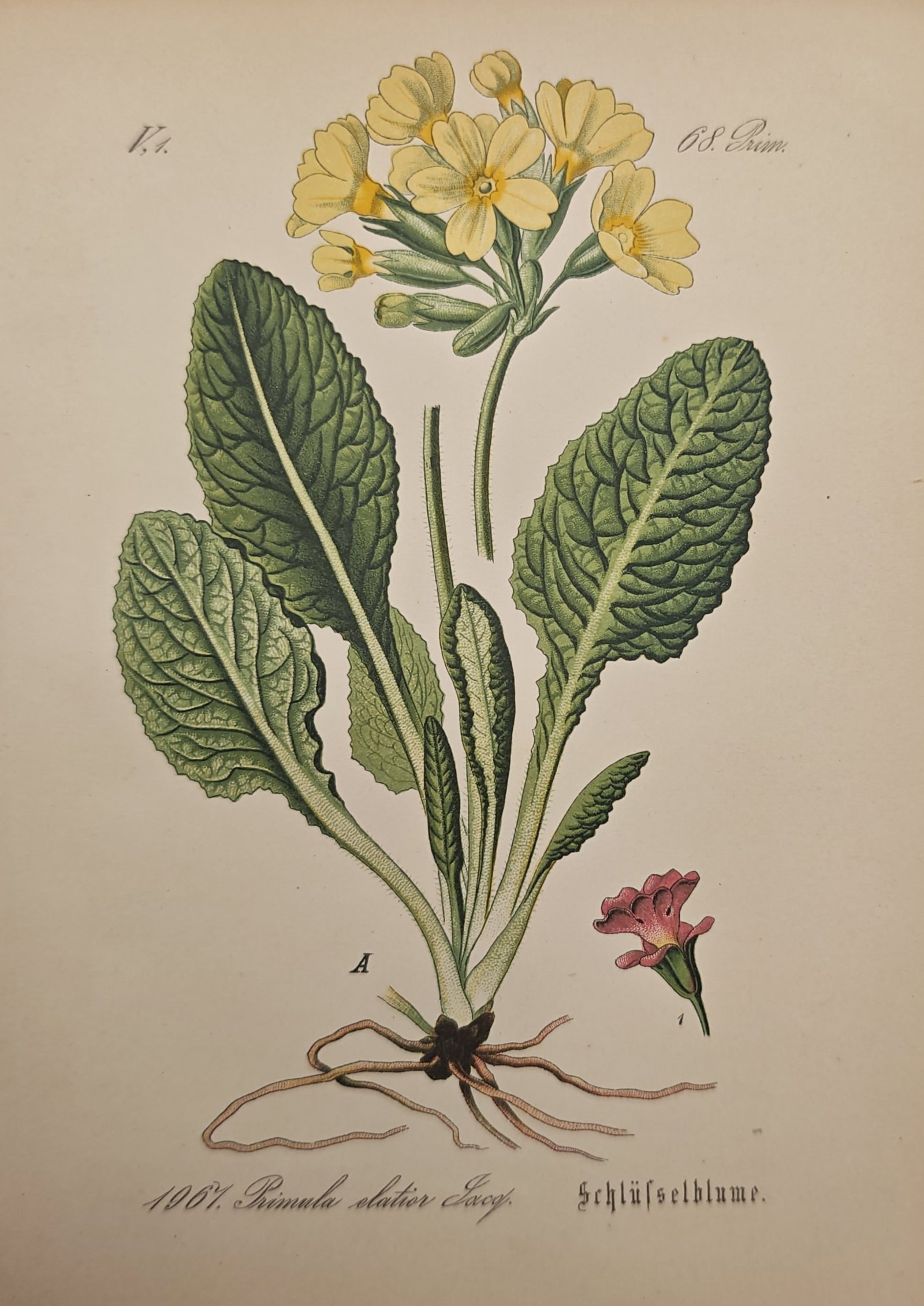 Franz Eugen Köhler – Oxlip – Lithograph (19th Century): "Oxlip" illustrates a flowering botanical specimen featuring textured basal leaves, an umbel of soft yellow blossoms, and root system details. The study highlights the morphology and scientific struct
