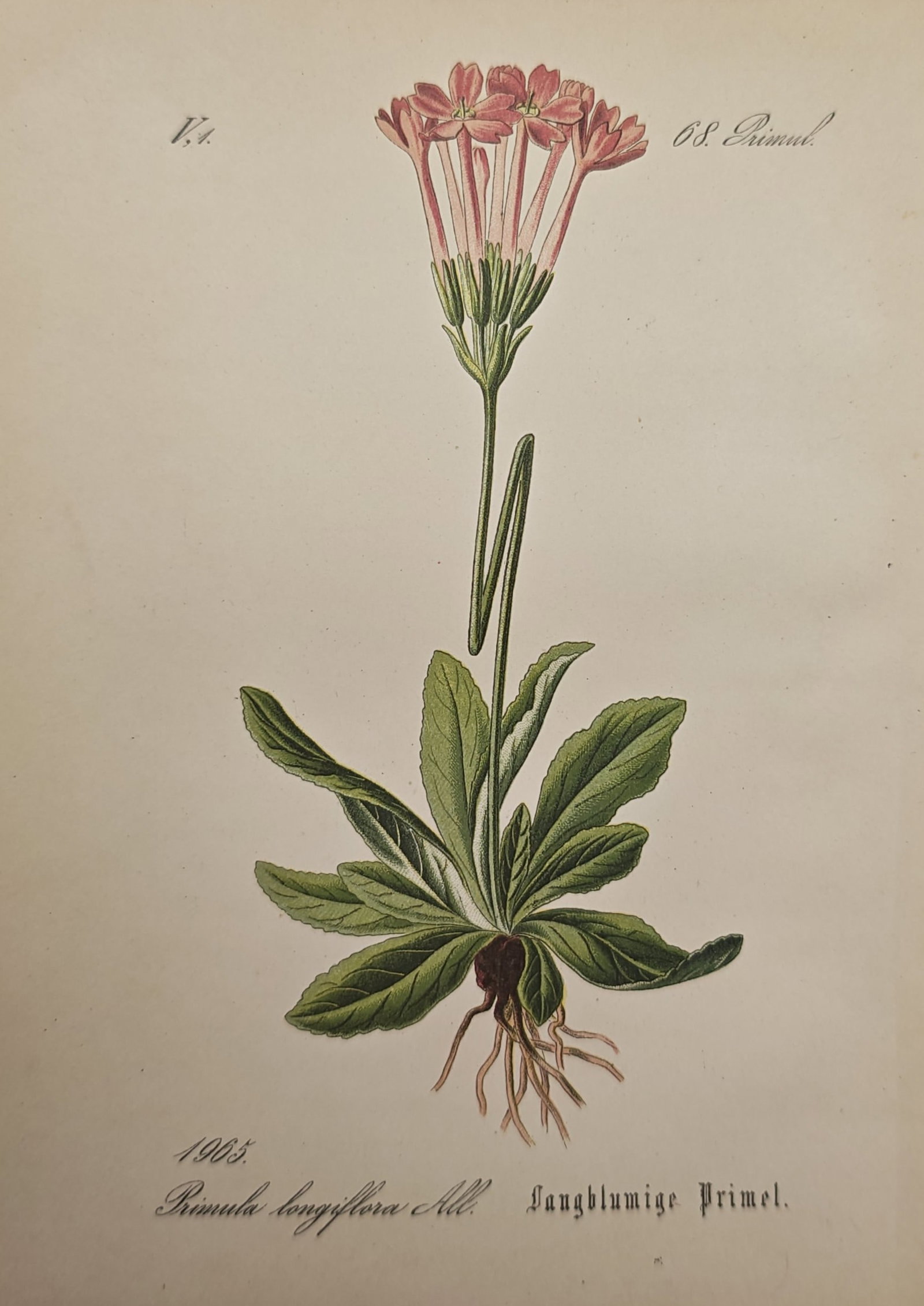 Franz Eugen Köhler – Long-Flowered Primrose – Lithograph (19th Century): "Long-Flowered Primrose" illustrates a flowering alpine botanical specimen featuring a rosette of basal foliage, an erect slender stem, and a terminal umbel of delicate blossoms with a fibrous root st