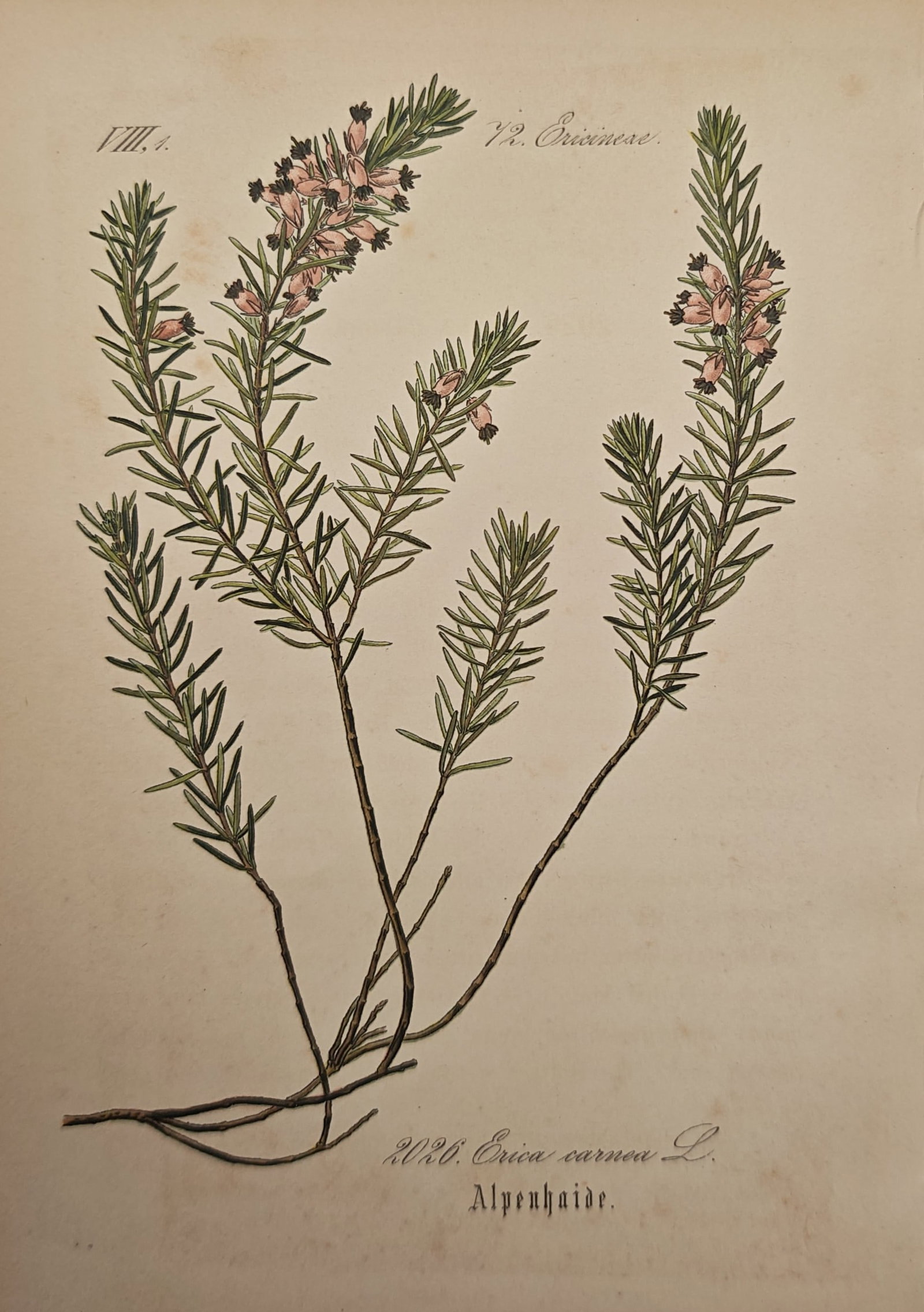 Franz Eugen Köhler – Alpine Heath – Lithograph (19th Century) (1 of 2)