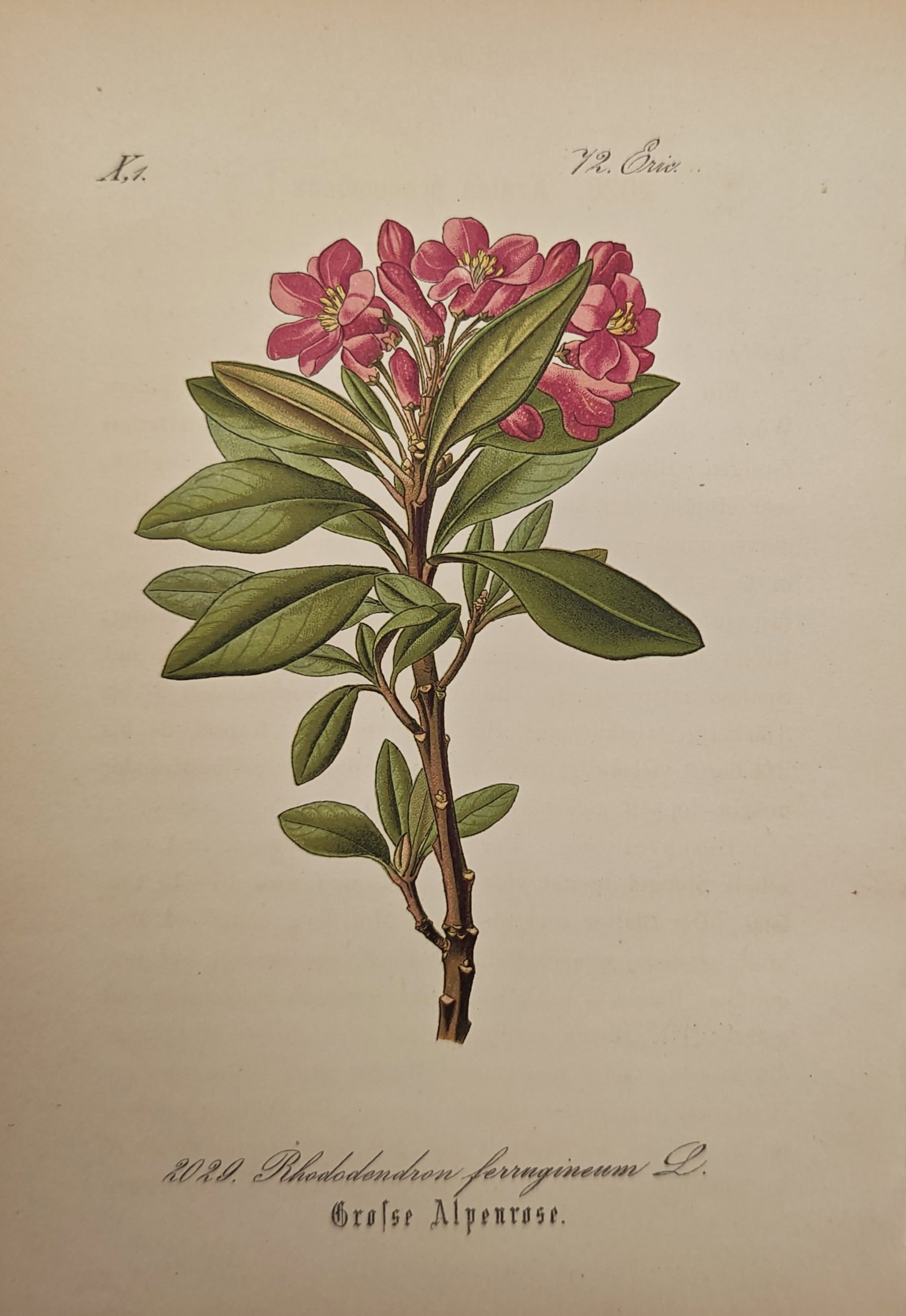 Franz Eugen Köhler – Rusty-Leaved Alpenrose – Lithograph (19th Century): "Great Alpine Rose" illustrates a woody flowering alpine shrub displaying glossy evergreen foliage and vibrant clusters of terminal pink blossoms. The botanical study highlights the morphology and sci