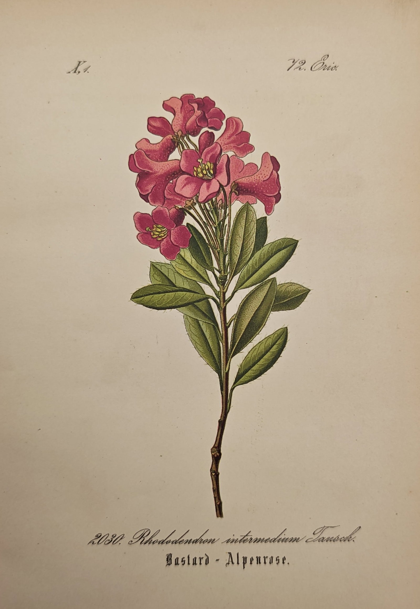 Franz Eugen Köhler – Intermediate Alpenrose – Lithograph (19th Century): "Hybrid Alpenrose" illustrates a woody flowering alpine specimen displaying dense clusters of rose-pink blossoms set above rich green foliage. The botanical study highlights the morphology and scienti