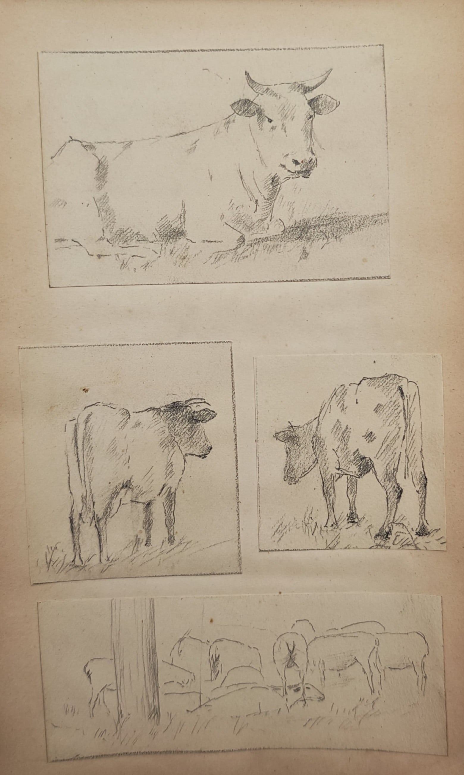 Unknown Artist – Studies of Cattle and Sheep – Drawing (20th Century): "Pastoral Livestock Studies" illustrates pastoral animal sketches featuring resting and standing cows alongside a grazing flock of sheep in a field. The pastoral study captures rural agriculture, farm