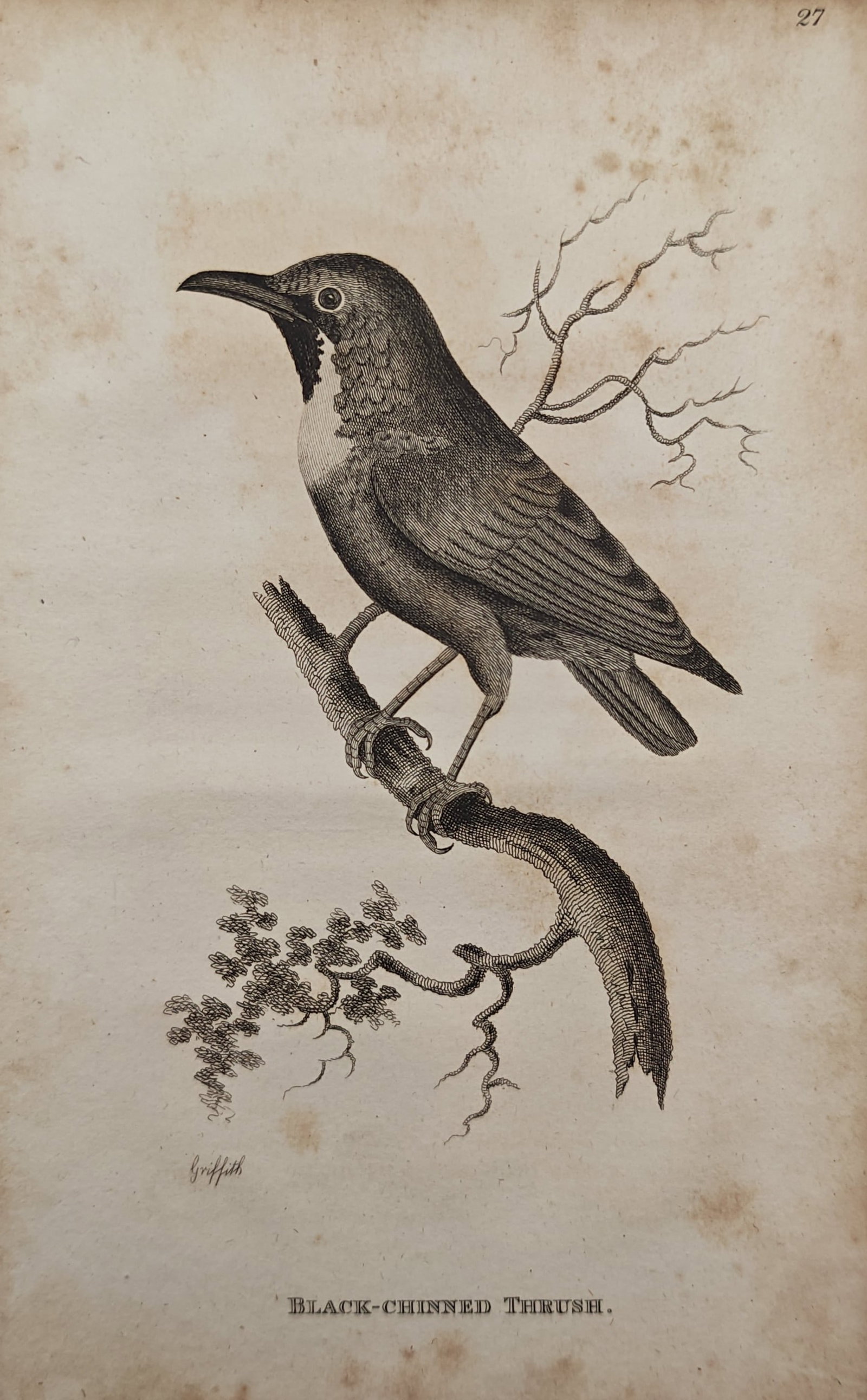 Edward Griffith – Black-Chinned Thrush – Engraving (19th Century) (1 of 2)