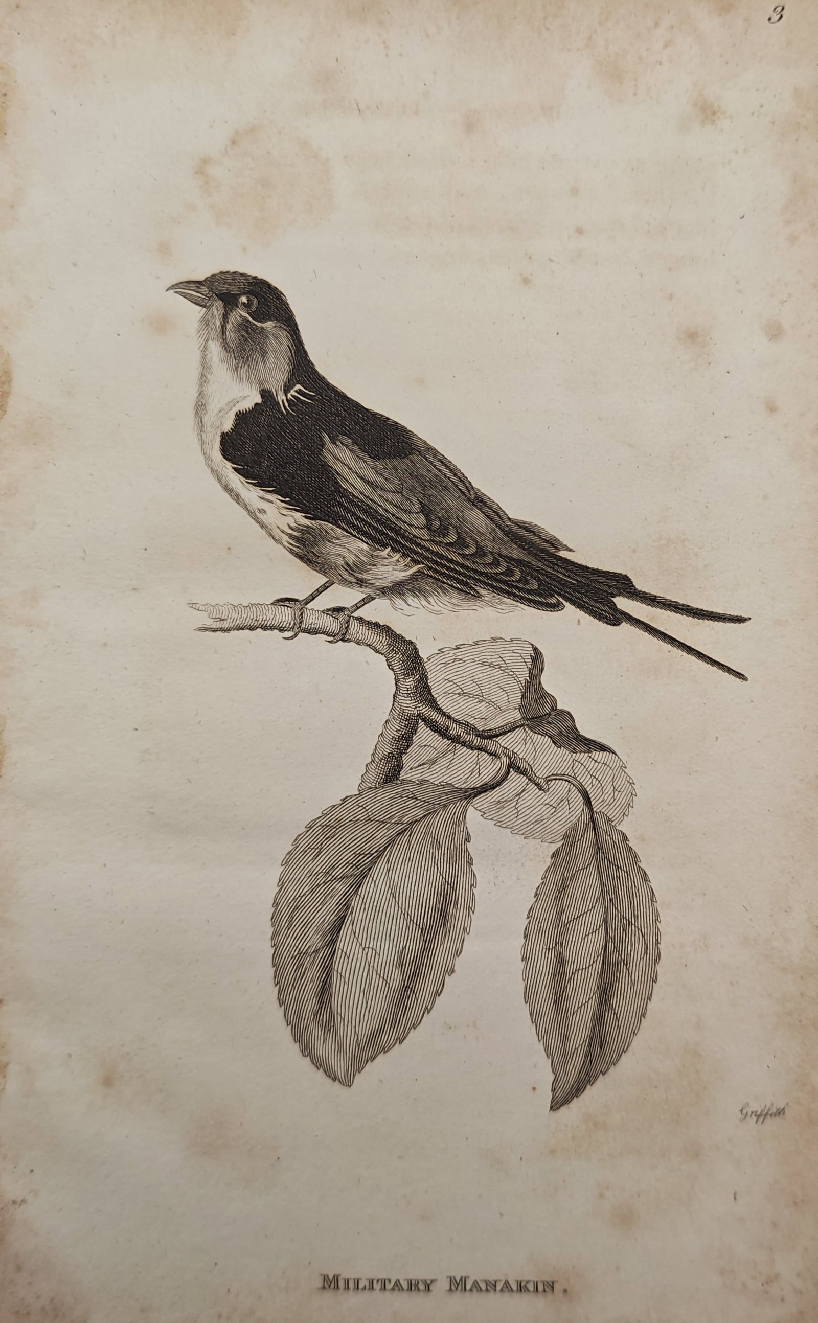 Edward Griffith – Military Manakin – Engraving (19th Century): "Military Manakin" illustrates an avian study depicting a slender songbird perched upon a leafy branch against an unadorned background. The ornithological work emphasizes feather patterning, anatomica