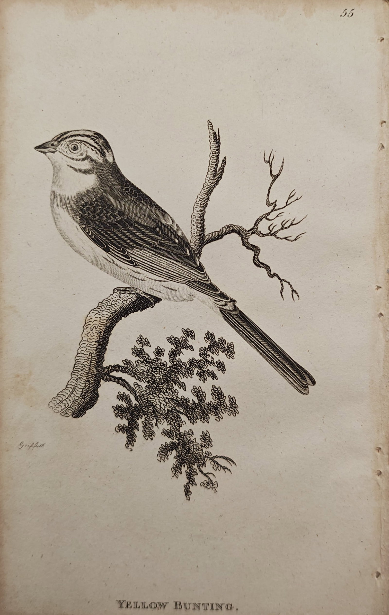Edward Griffith – Yellow Bunting – Engraving (19th Century): "Yellow Bunting" illustrates an avian study depicting a songbird perched upon a mossy tree bough against an unadorned background. The ornithological work emphasizes plumage details, anatomical proport