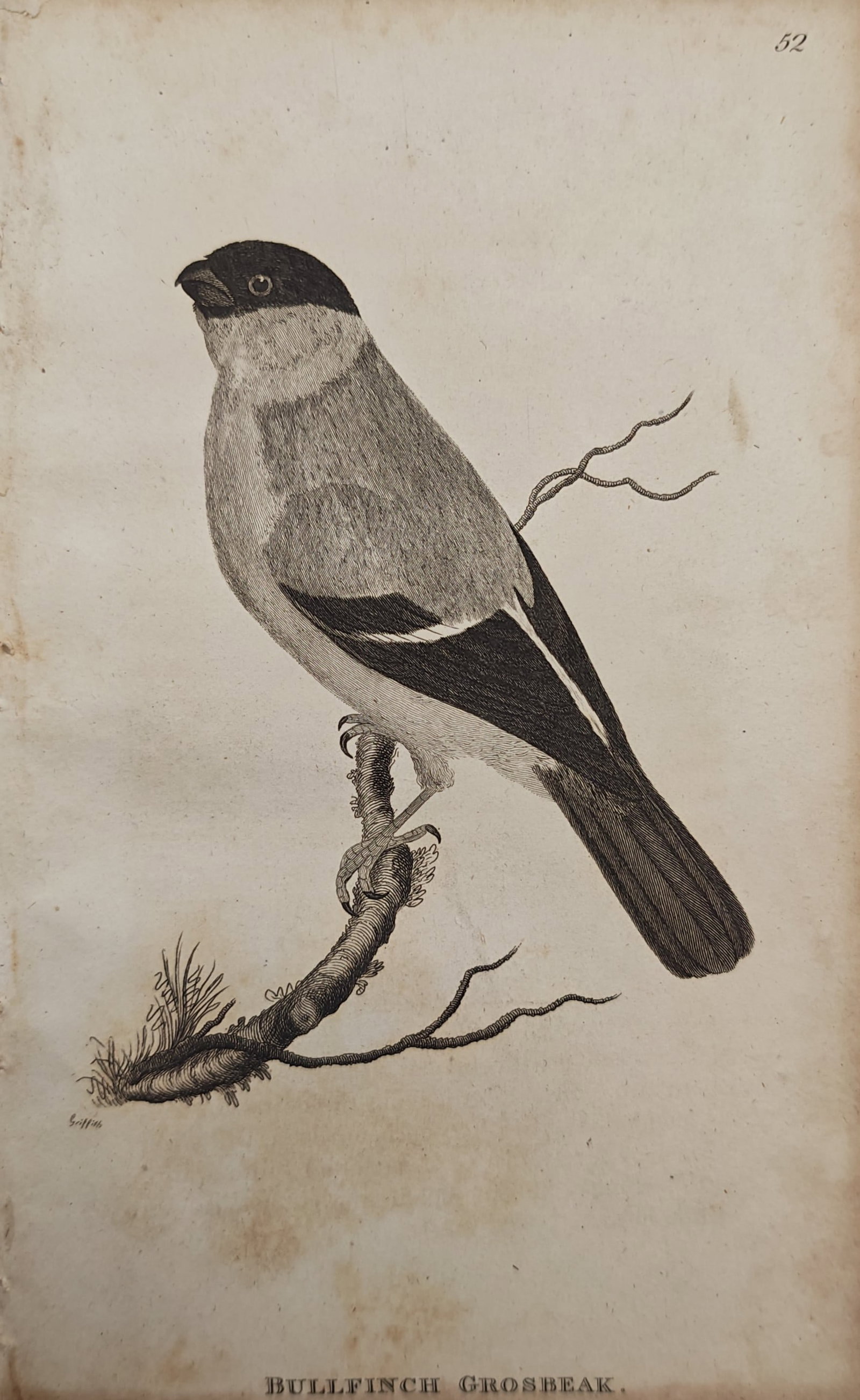 Edward Griffith – Bullfinch Grosbeak – Engraving (19th Century): "Bullfinch Grosbeak" illustrates an avian study depicting a stout songbird perched upon a mossy branch against an unadorned background. The ornithological work emphasizes plumage details, distinctive 