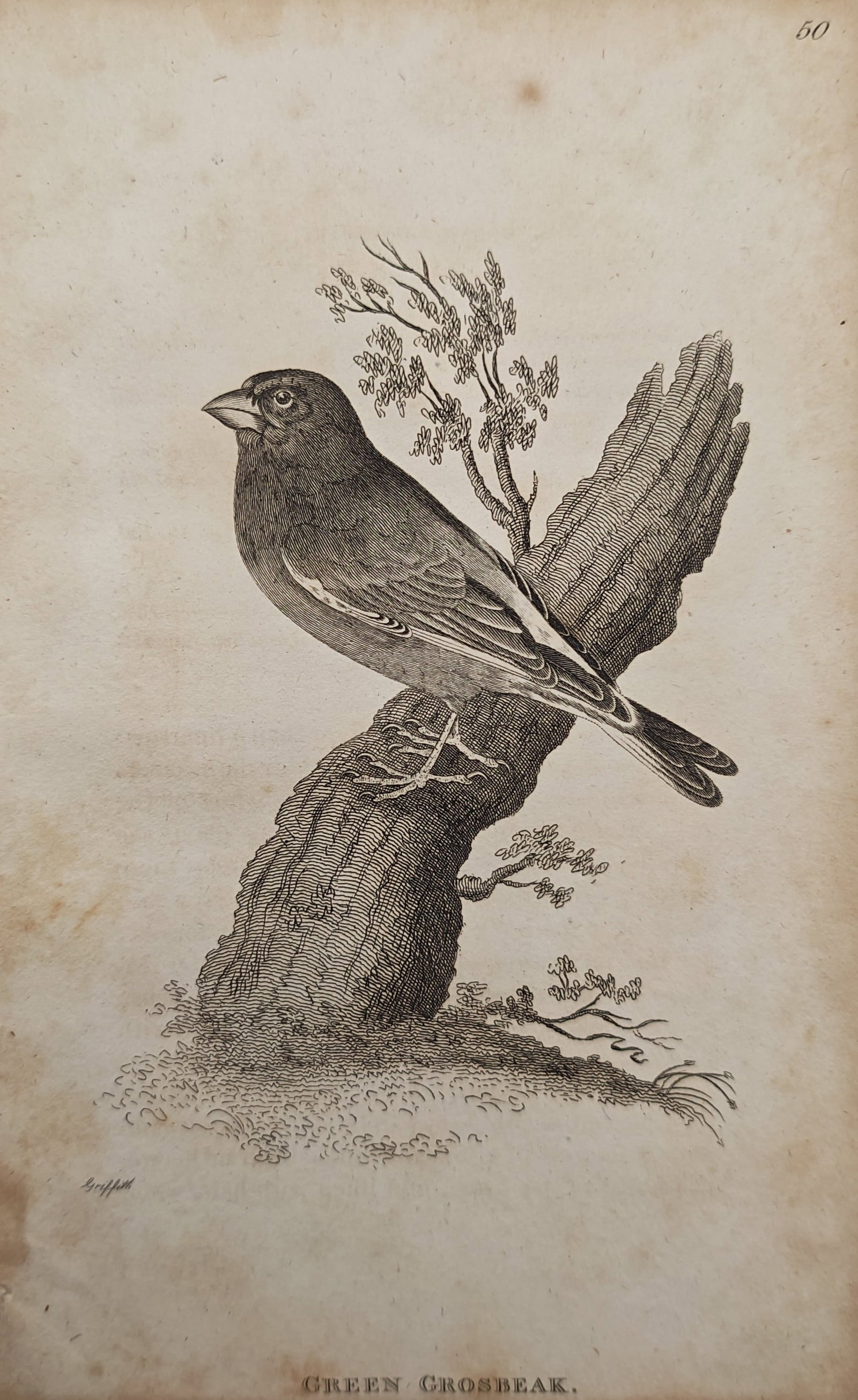 Edward Griffith – Green Grosbeak – Engraving (19th Century) (1 of 2)