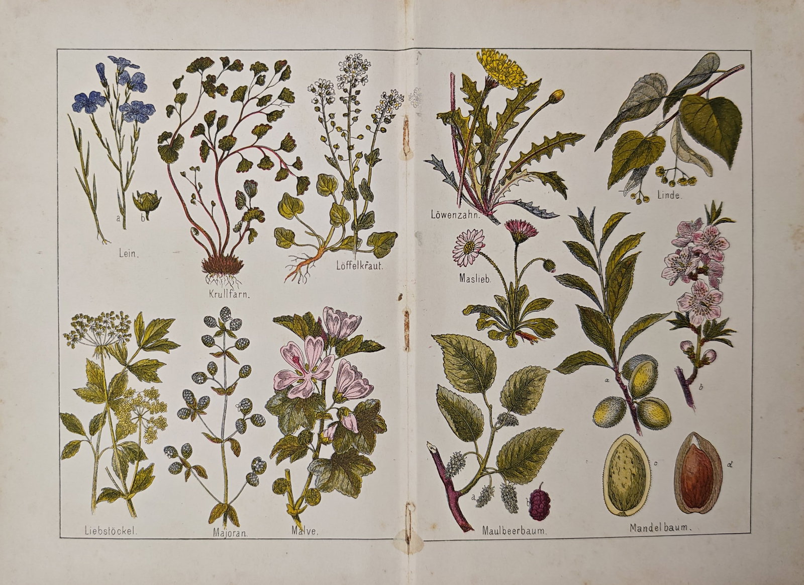 Gotthilf Heinrich von Schubert – Medicinal and Economic Plants – Lithograph (19th Century): "Medicinal and Economic Plants" illustrates a botanical compendium depicting various flowering herbs, wild flora, and fruit-bearing trees including flax, dandelion, linden, and almond. The educational