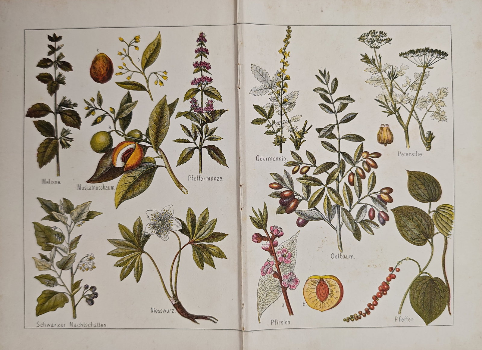 Gotthilf Heinrich von Schubert – Aromatic and Useful Plants – Lithograph (19th Century): "Aromatic and Useful Plants" illustrates a botanical compendium depicting various medicinal herbs, spice plants, and fruit trees including lemon balm, nutmeg, black nightshade, olive, and pepper. The 