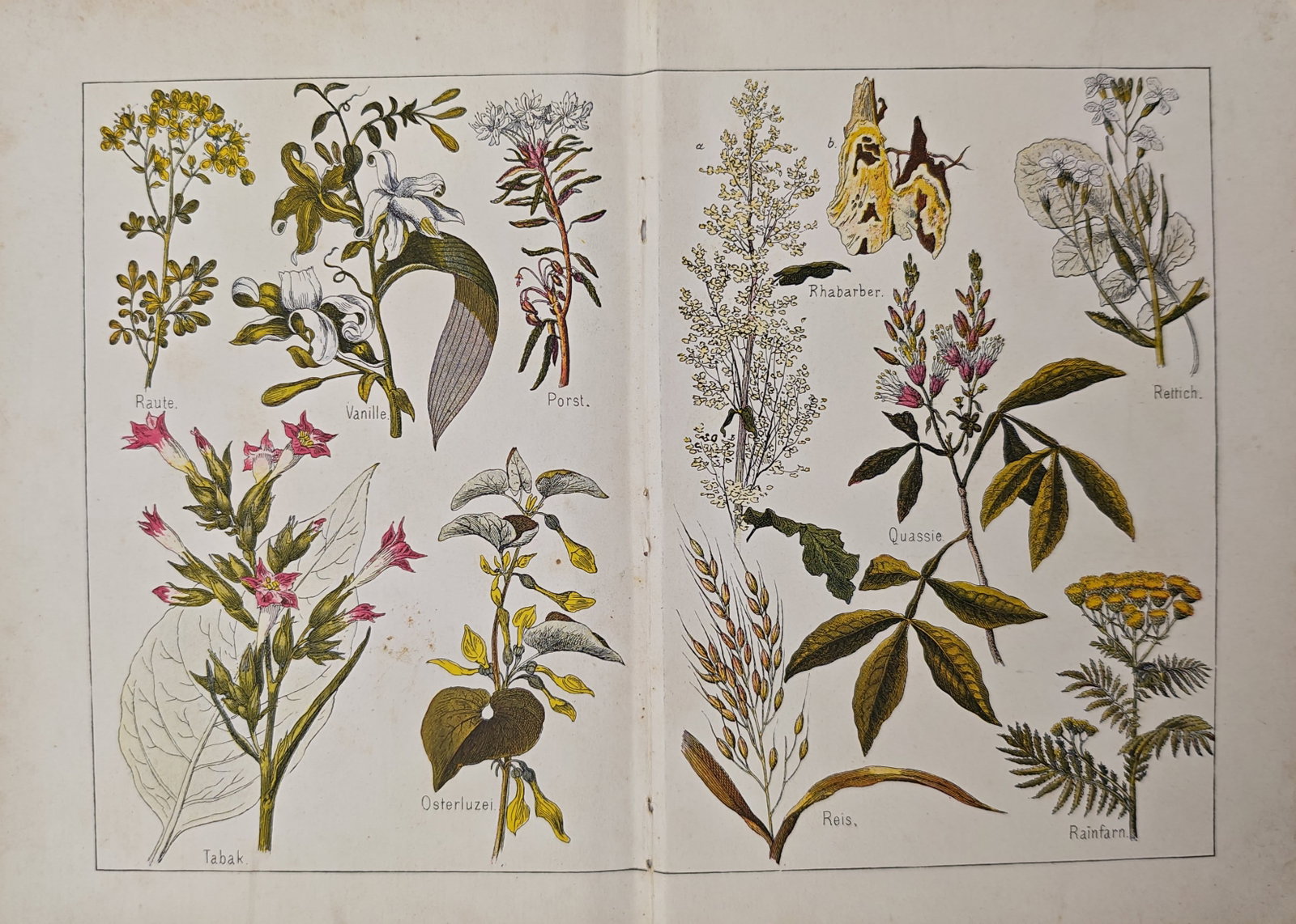 Gotthilf Heinrich von Schubert – Economic, Medicinal, and Crop Plants – Lithograph (19th (1 of 2)