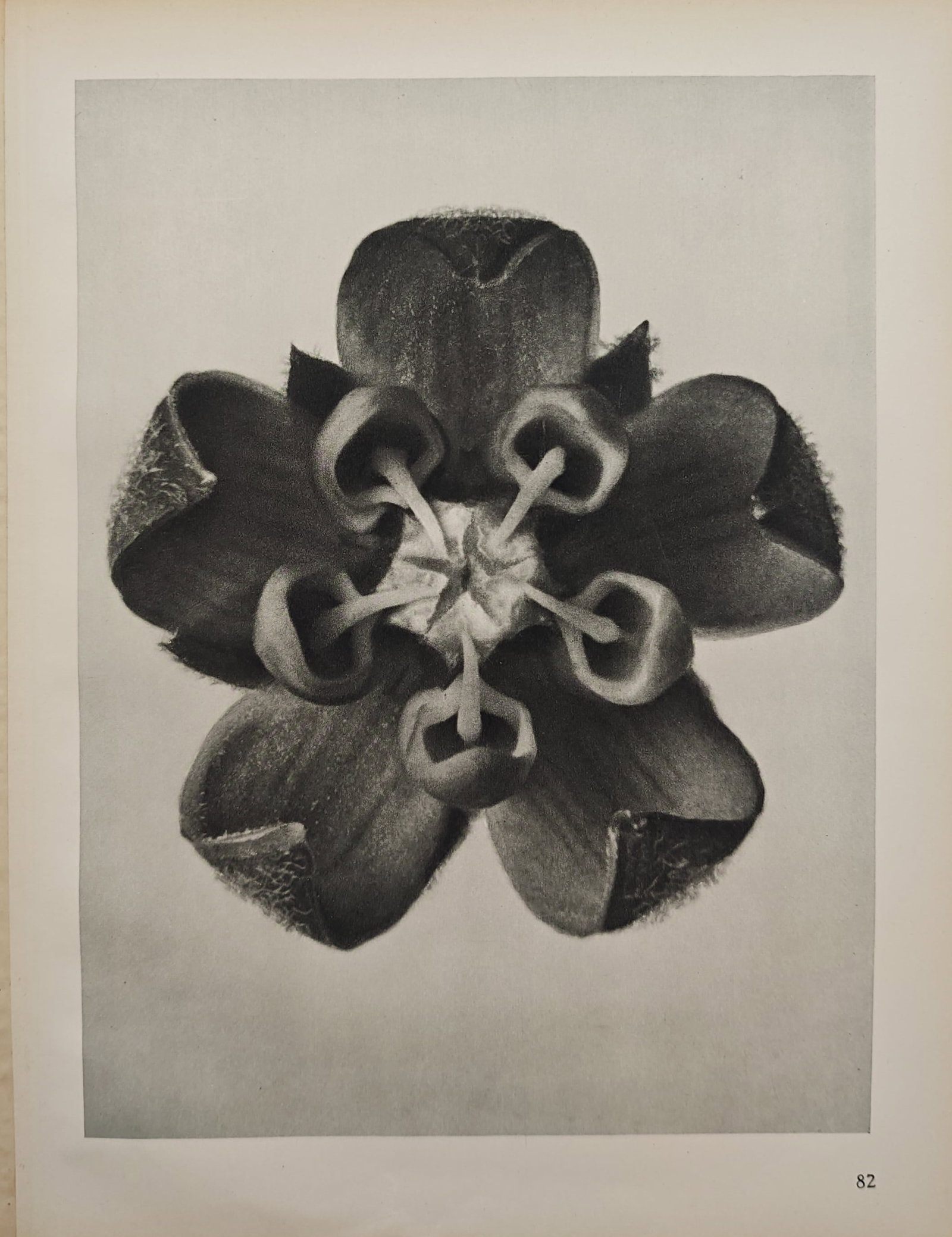 Karl Blossfeldt,after – Botanical Macro Study of a Blossom – Offset print (20th Century) (1 of 2)