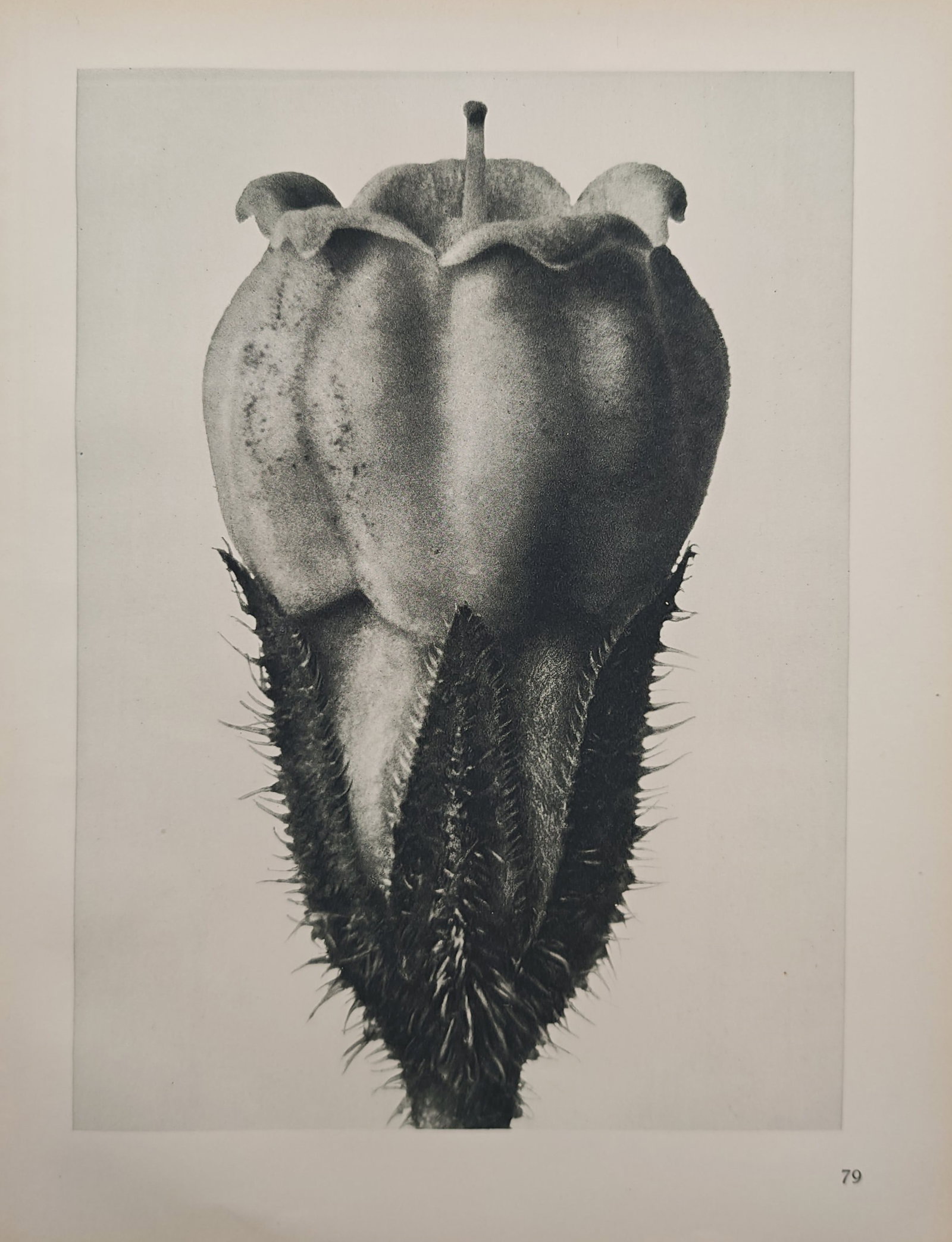 Karl Blossfeldt,after – Botanical Macro Study of a Seed Capsule – Offset print (20th Century) (1 of 2)