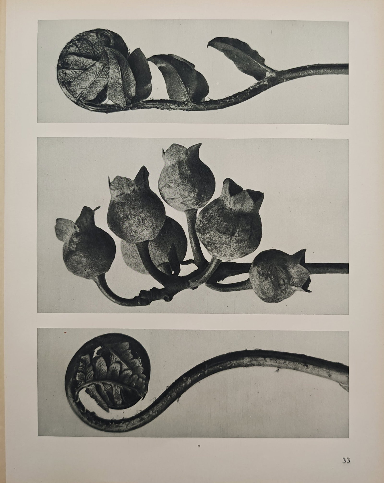 Karl Blossfeldt,after – Botanical Macro Studies of Fern Fronds and Seed Capsules – Offset print (1 of 2)