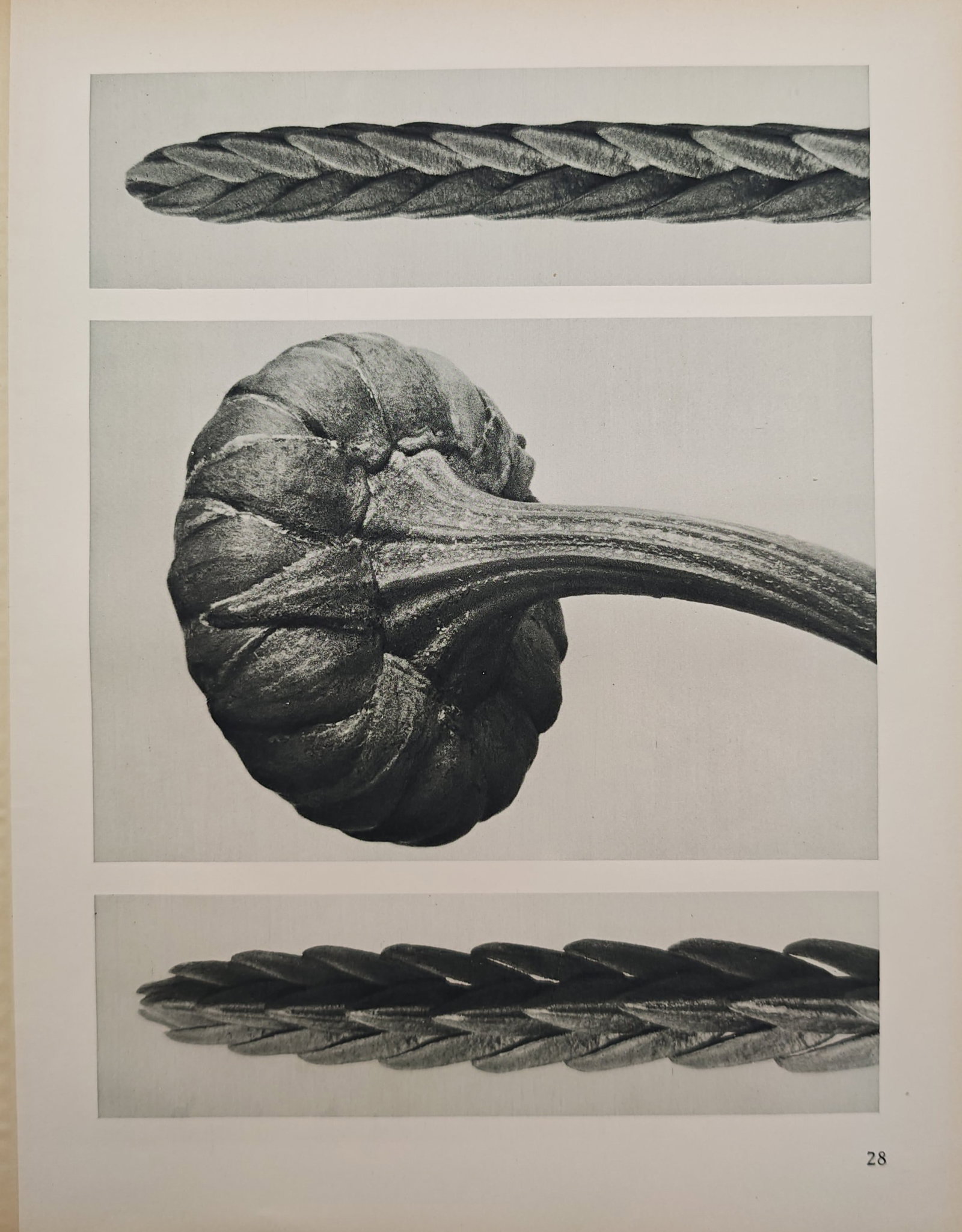 Karl Blossfeldt,after – Botanical Macro Studies of Foliage and Gourd Form – Offset print (1 of 2)