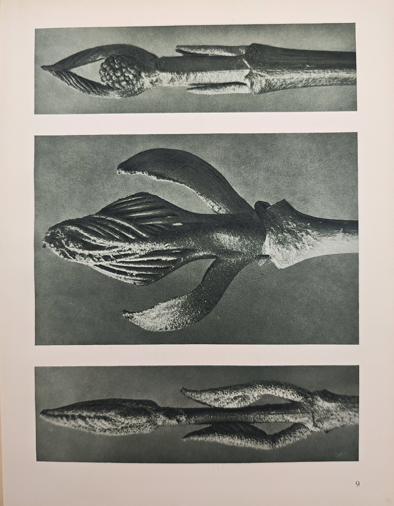 Karl Blossfeldt,after – Botanical Macro Studies of Plant Shoots and Bud Forms – Offset print (1 of 2)
