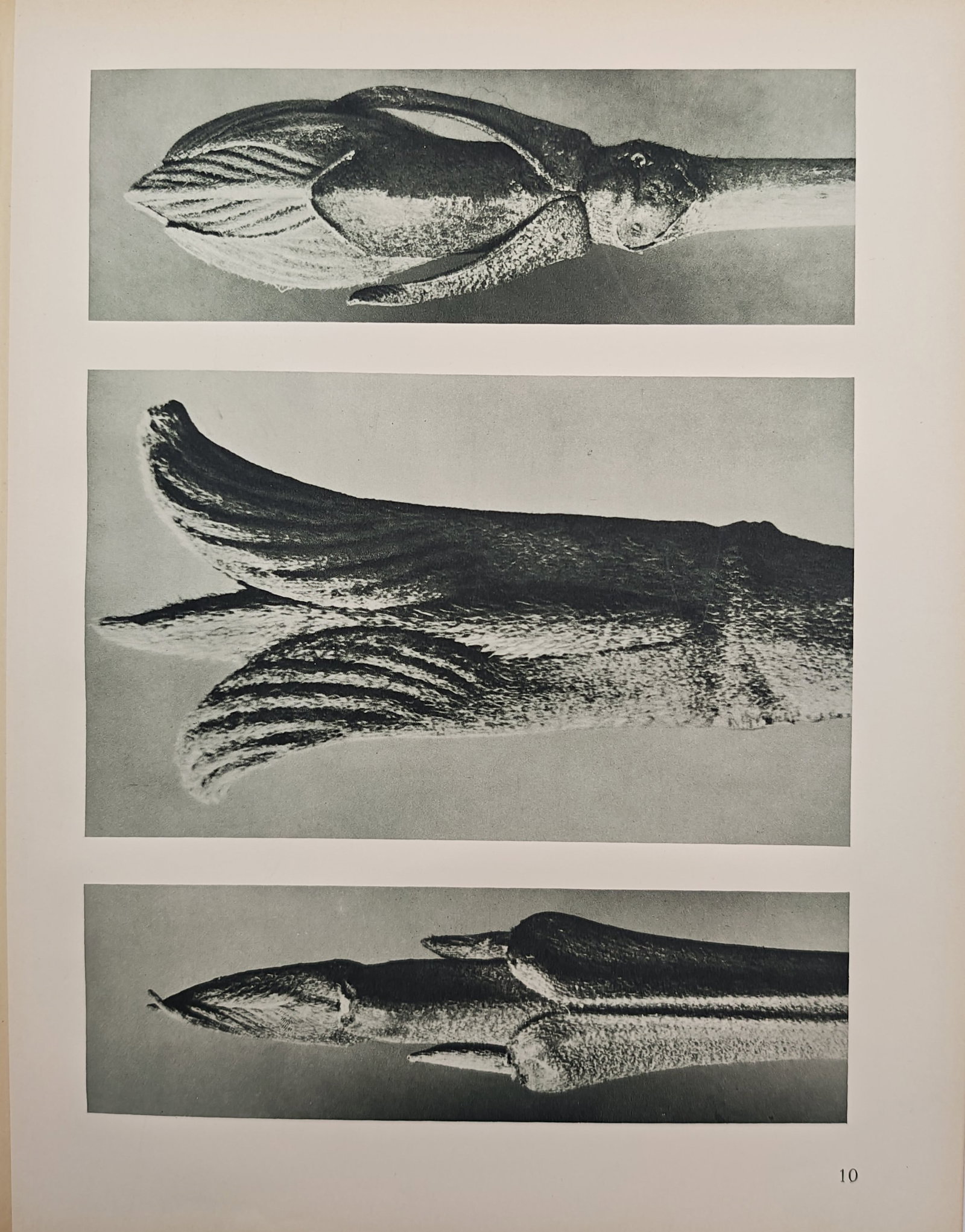Karl Blossfeldt,after – Botanical Macro Studies of Emerging Bud Formations – Offset print (1 of 2)