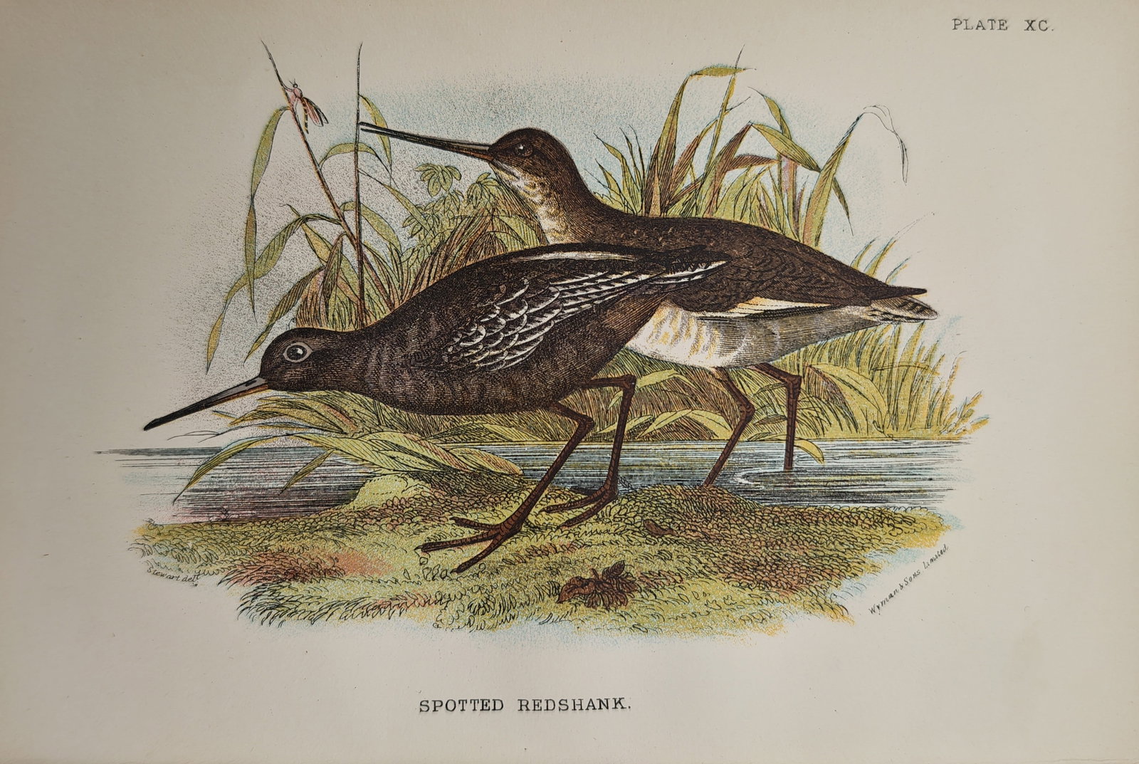 Francis Orpen Morris – Spotted Redshank – Lithograph (19th Century): "Spotted Redshank" illustrates an ornithological study depicting wading shorebirds foraging along the water's edge amid lush wetland grasses and reeds. The natural history print captures plumage patte