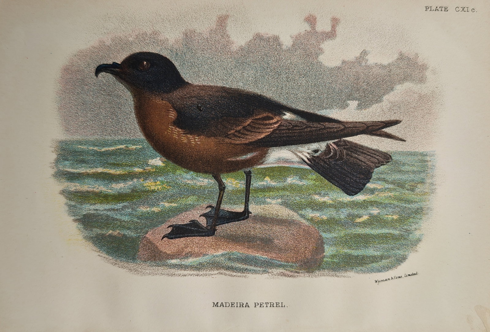 Francis Orpen Morris – Madeira Petrel – Lithograph (19th Century): "Madeira Petrel" illustrates an ornithological study depicting a seabird perched upon a coastal rock against rolling ocean waves and a cloudy sky. The natural history print captures feather texturing,