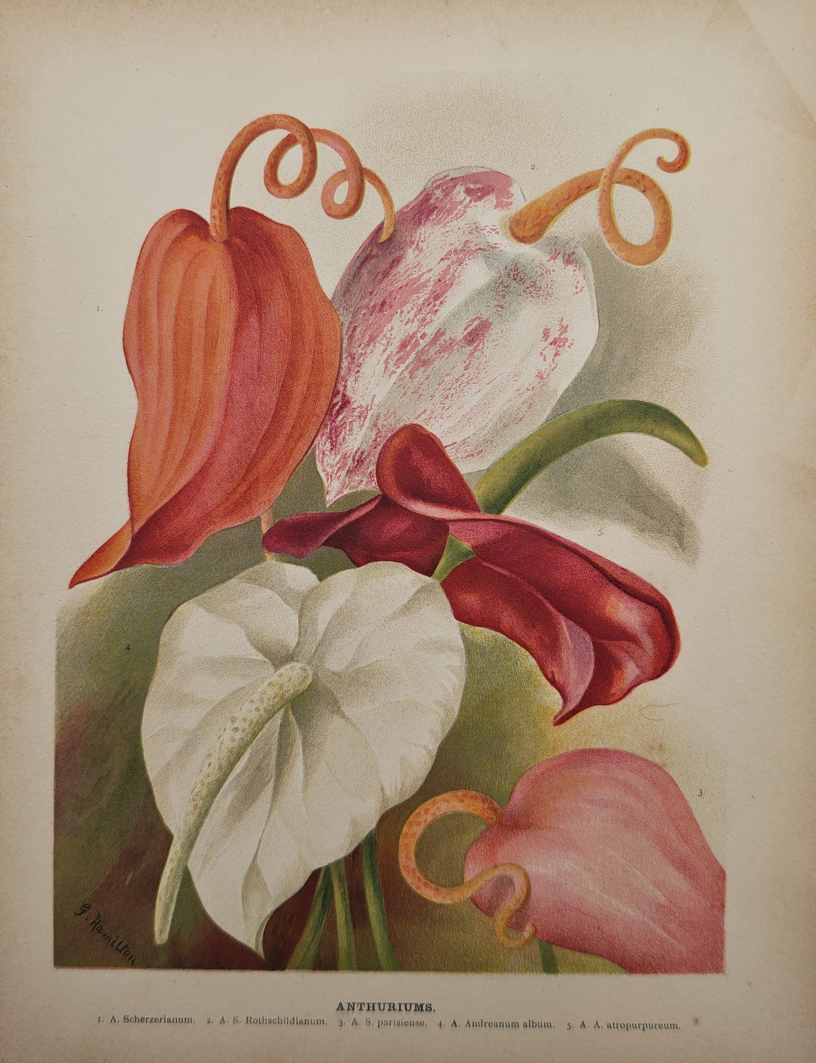George Hamilton – Anthuriums – Lithograph (19th Century): "Anthuriums" illustrates an exotic botanical study depicting a vibrant arrangement of tropical tailflower blooms featuring diverse heart-shaped spathes and curled spadices. The horticultural compositi