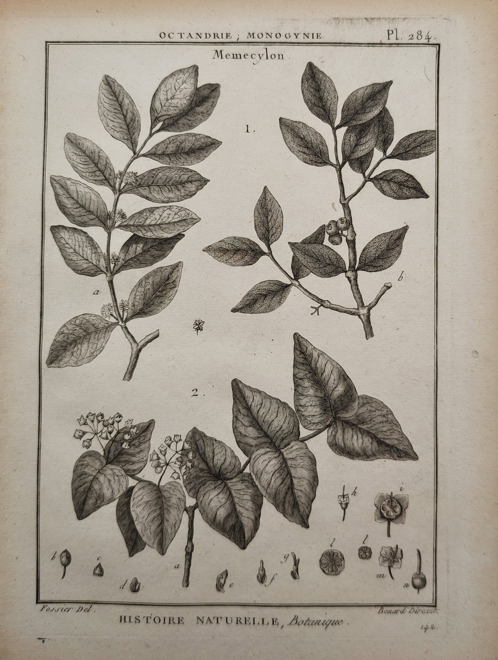 Robert Benard – Botanical Study of Memecylon – Engraving (18th Century) (1 of 2)