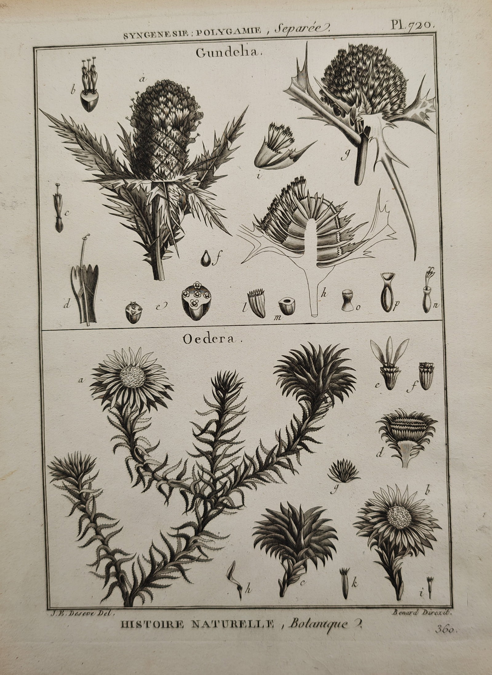 Robert Benard – Botanical Study of Gundelia and Oedera – Engraving (18th Century): "Gundelia, Oedera" presents a detailed botanical study illustrating the prickly composite flower heads, foliage, and reproductive dissections of thistle-like flowering plants. The work was published a