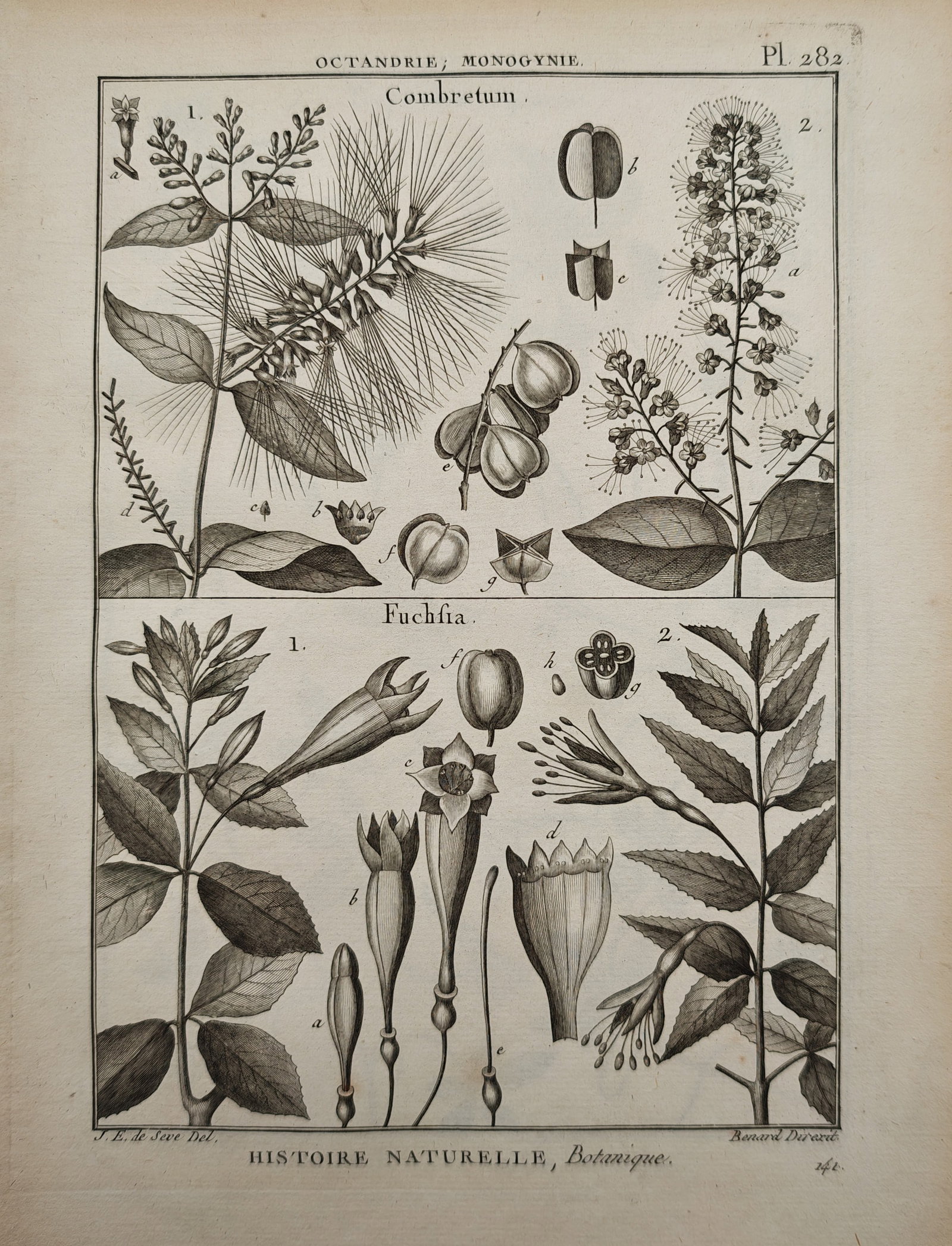 Robert Benard – Botanical Study of Combretum and Fuchsia – Engraving (18th Century): "Combretum, Fuchsia" presents a botanical study illustrating the flowering stems, foliage, and reproductive structures of climbing and flowering shrub genera. The work was published as part of a Frenc