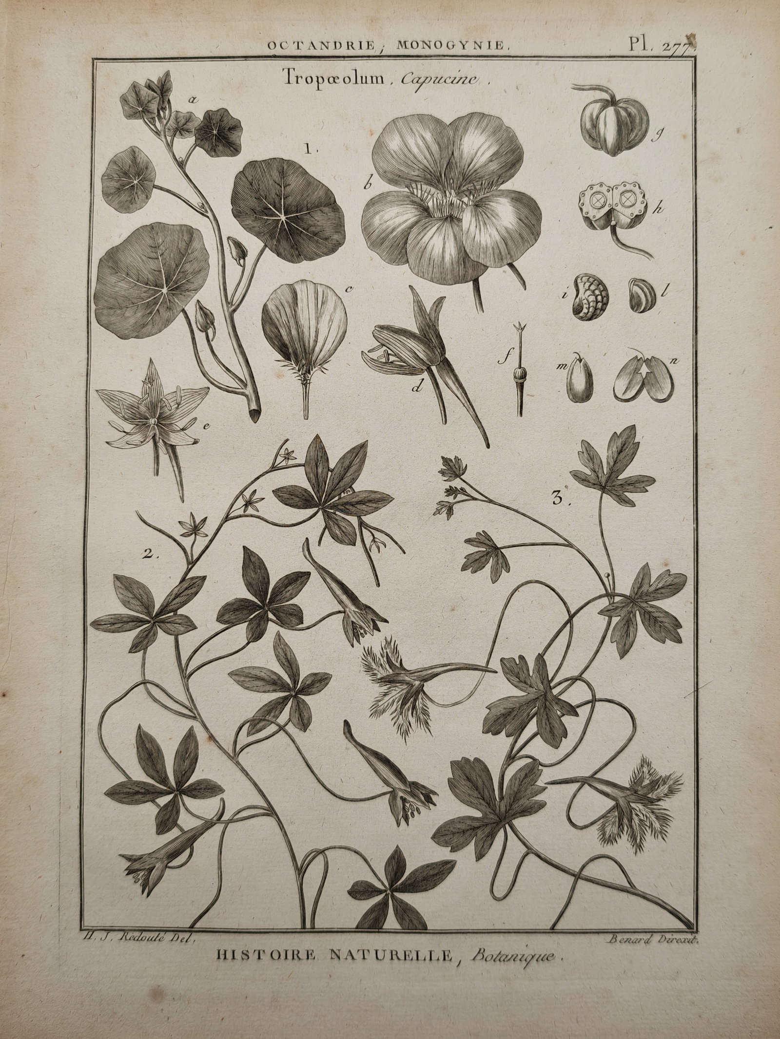 Robert Benard – Botanical Study of Tropaeolum Nasturtium – Engraving (18th Century): "Tropaeolum, Capucine" presents a detailed botanical study illustrating the rounded peltate and lobed foliage, spurred blossoms, and seed structures of nasturtium varieties. The work was published as 