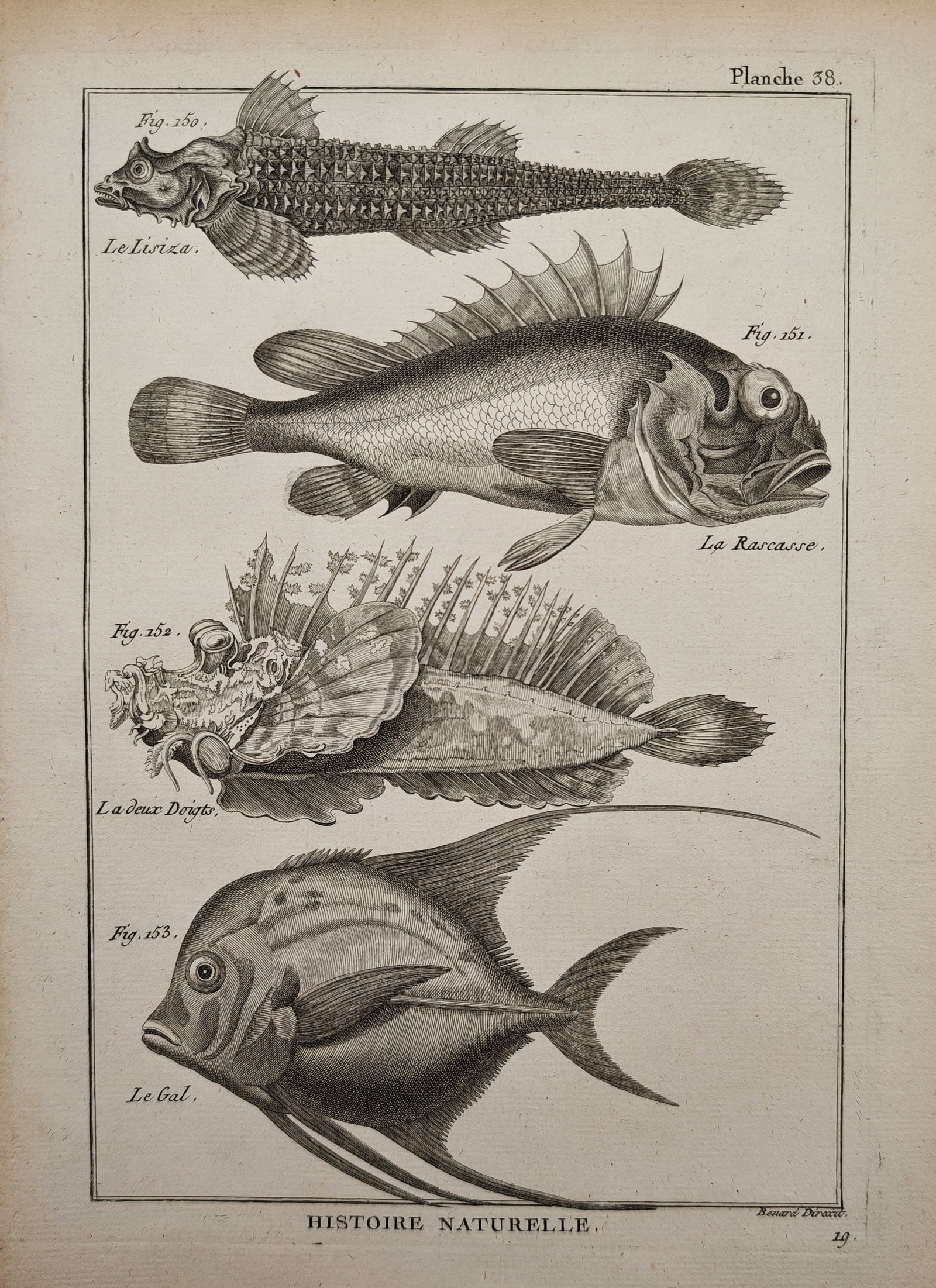 Robert Benard – Ichthyological Study of Scorpionfish and Marine Fishes – Engraving (18th (1 of 2)
