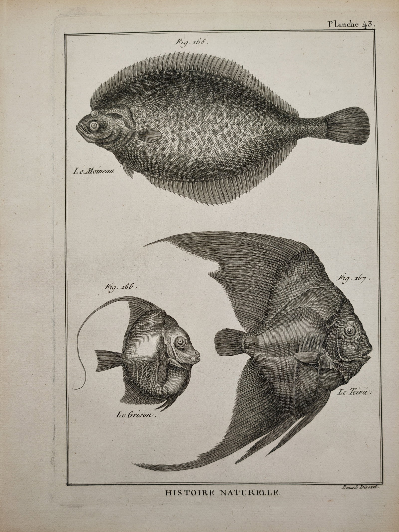 Robert Benard – Ichthyological Study of Flatfish and Marine Species – Engraving (18th Century) (1 of 2)