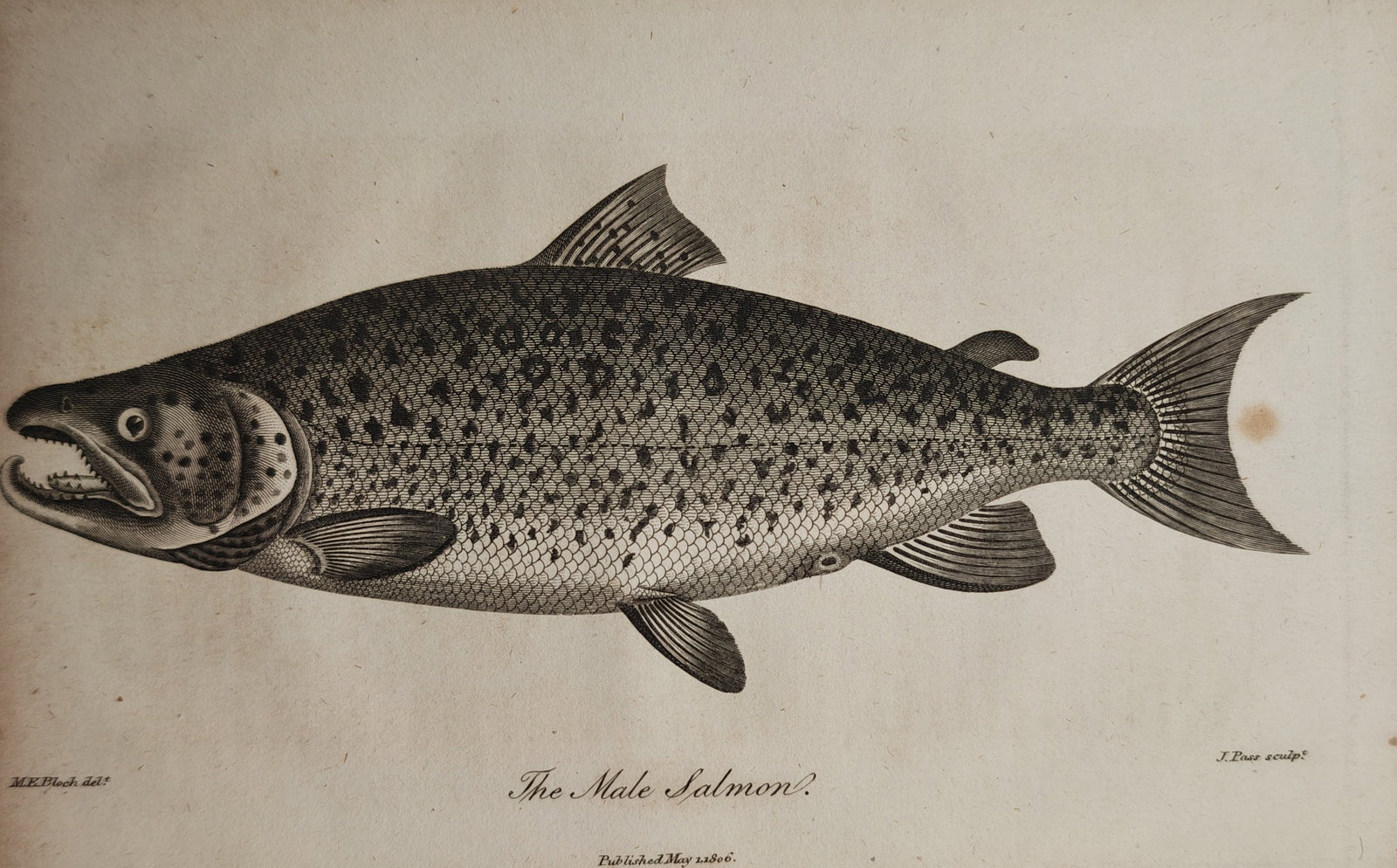 Marcus Elieser Bloch – Ichthyological Study of the Male Salmon – Engraving (1801) (1 of 2)