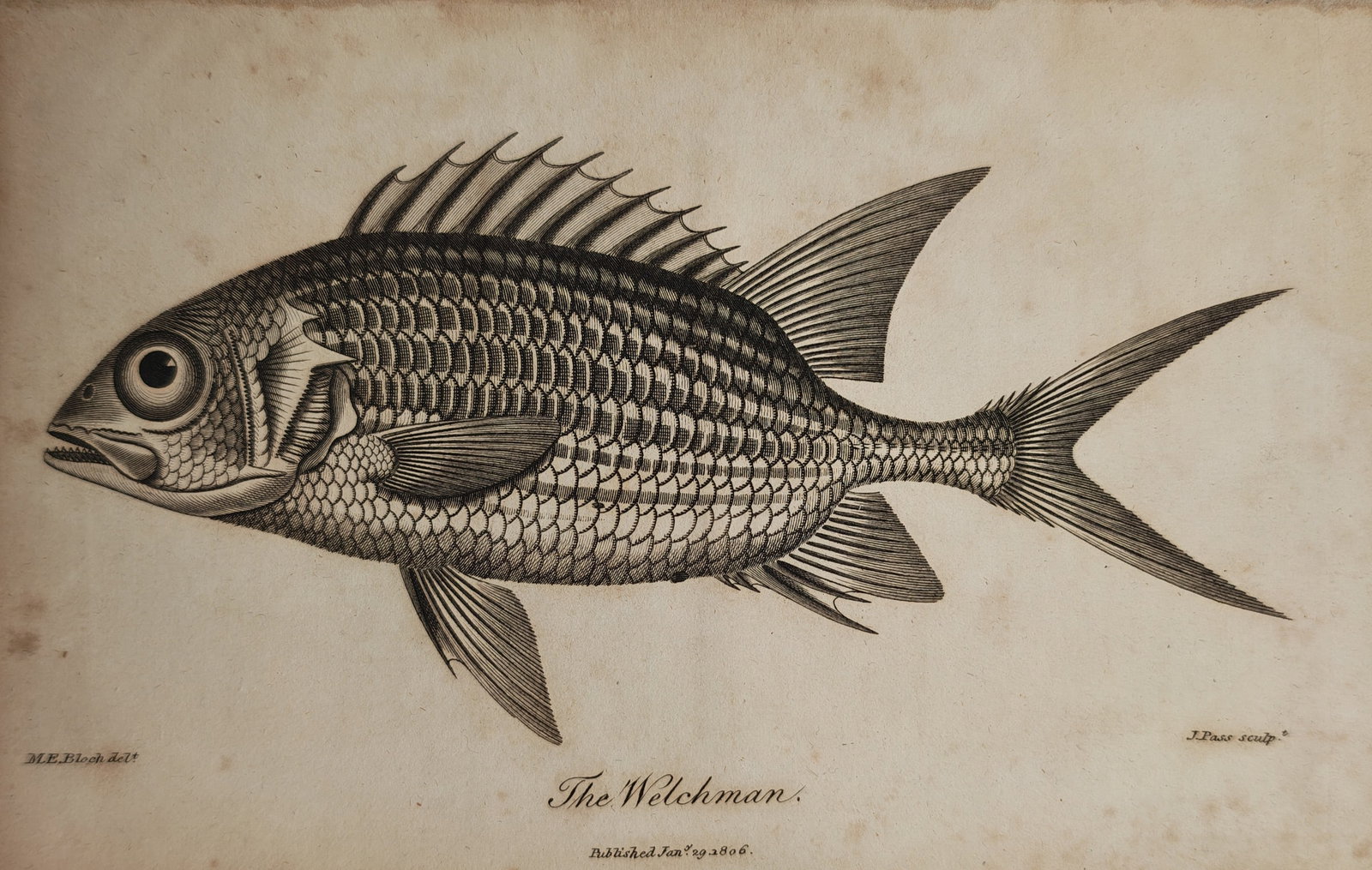 Marcus Elieser Bloch – Ichthyological Study of the Welchman – Engraving (1806): "The Welchman" presents a detailed ichthyological study illustrating the anatomical profile, prominent spiny dorsal fin, deeply forked caudal fin, and intricate scale patterning of the fish species. T