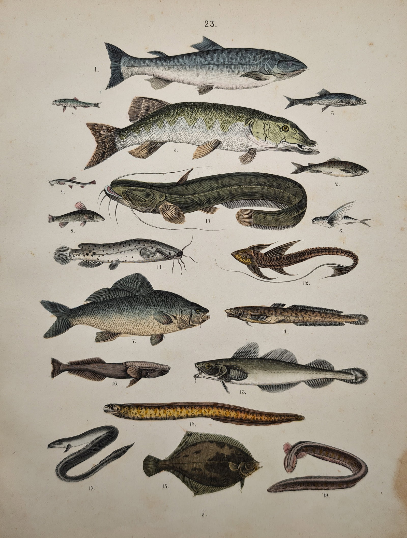 Traugott Bromme – Ichthyological Study of Freshwater and Marine Fishes – Lithograph: "Fishes" presents a zoological study displaying an array of diverse freshwater and marine species, including pike, catfish, salmonids, flatfish, and eels rendered in hand-colored detail. The work was 