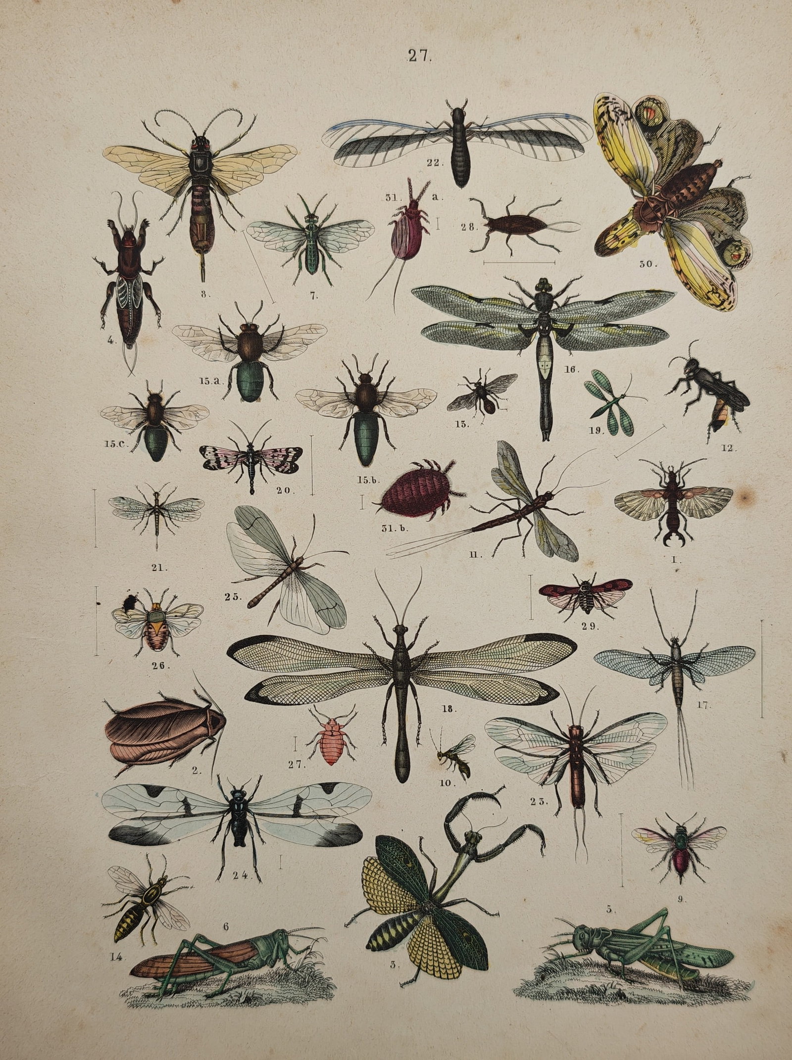 Traugott Bromme – Entomological Study of Dragonflies Grasshoppers and Insects – Lithograph: "Insects" presents an entomological study displaying a diverse variety of insects, including dragonflies, mantids, grasshoppers, lacewings, and hymenopterans rendered in delicate hand-colored detail. 