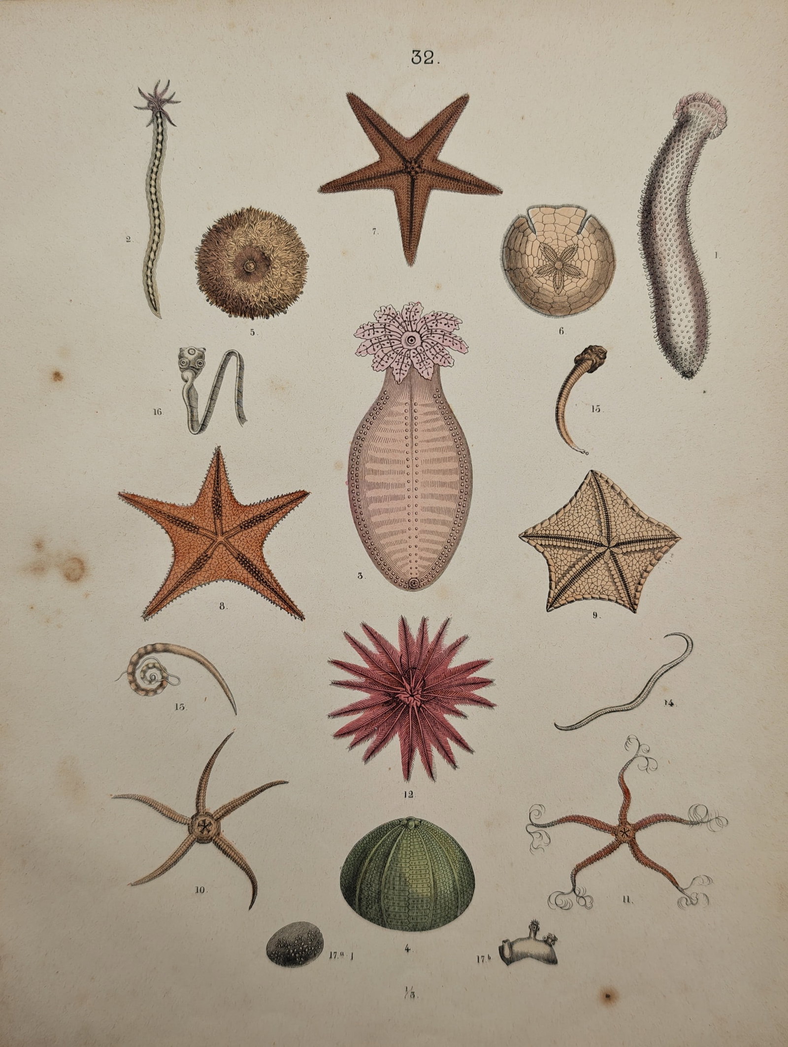 Traugott Bromme – Zoological Study of Starfish Sea Urchins and Marine Invertebrates – Lithograph: "Echinoderms and Marine Invertebrates" presents a zoological study displaying an assortment of marine fauna, including various species of sea stars, sea urchins, brittle stars, and sea cucumbers rende