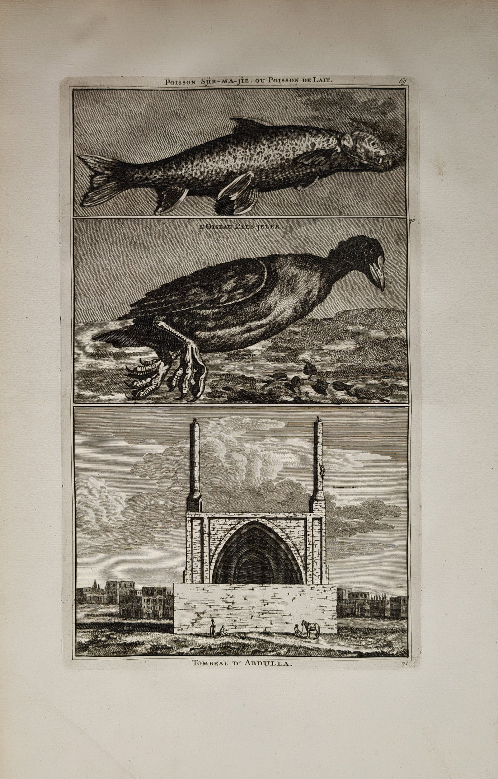 Cornelis de Bruyn – Studies of Exotic Fauna and the Tomb of Abdulla – Engraving (18th Century): "Milkfish, Aquatic Bird, Tomb of Abdulla" presents a composite natural history and topographical study combining zoological depictions of an exotic fish and a web-footed waterbird with an architectura