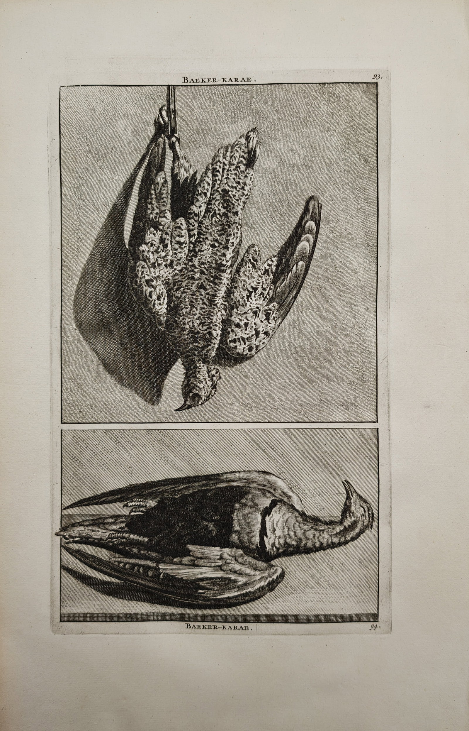 Cornelis de Bruyn – Ornithological Study of the Baeker-Karae – Engraving (18th Century): "Baeker-Karae" presents an ornithological study depicting specimens of an exotic game bird shown suspended and lying prone to document plumage and anatomy. The work was published in the eighteenth cen
