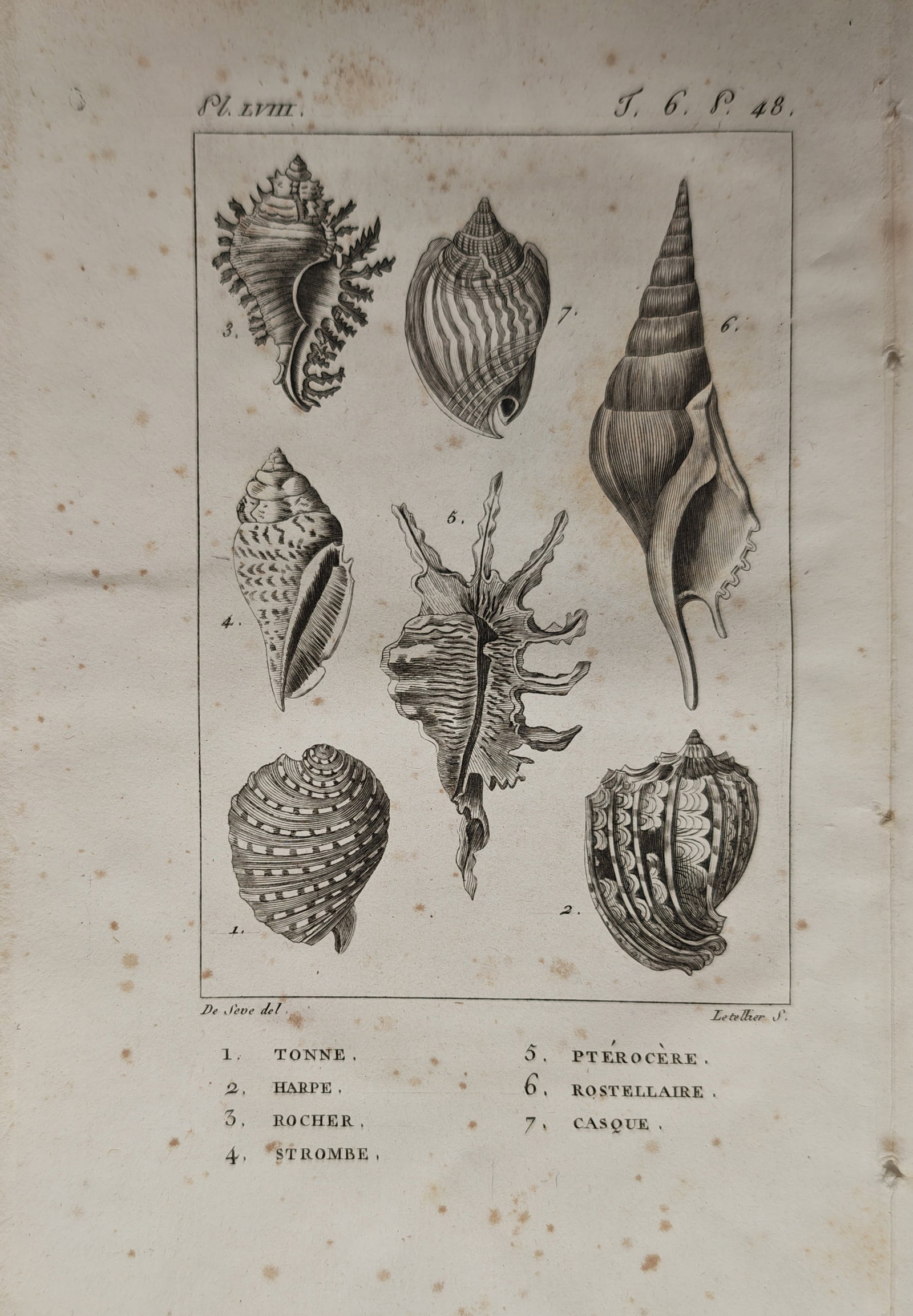 Georges-Louis Leclerc de Buffon – Conchological Study of Marine Seashells – Engraving (1 of 2)