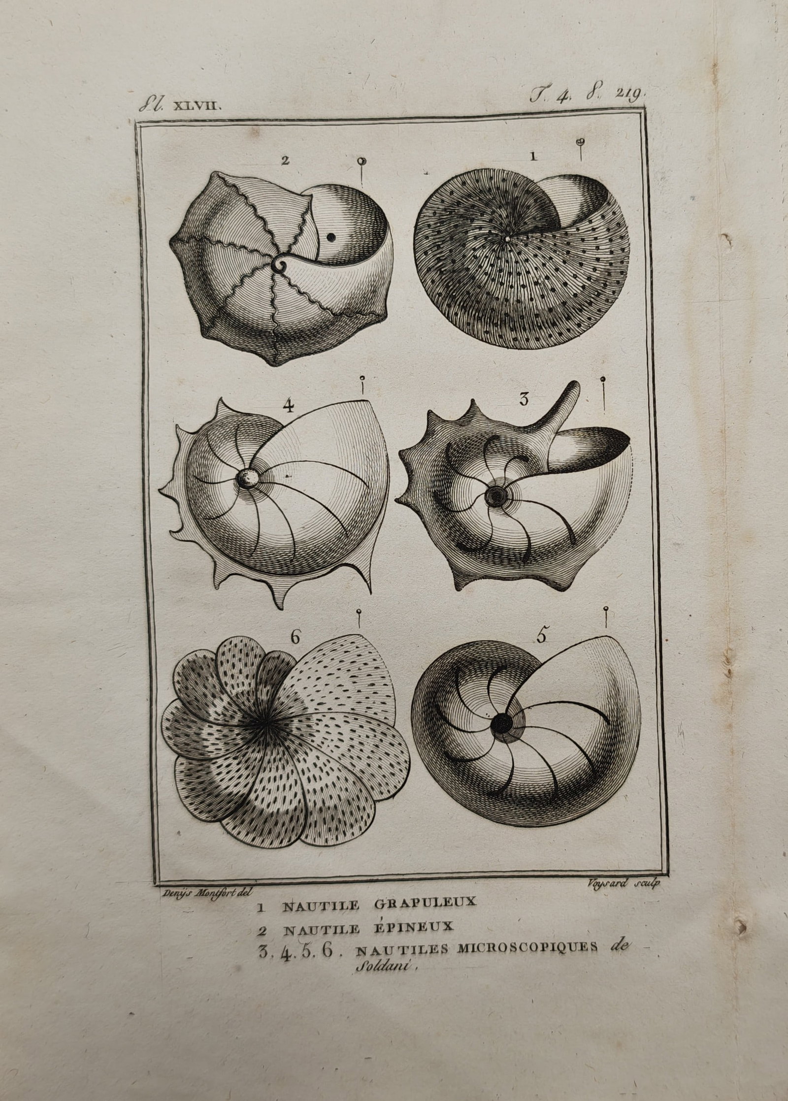 Pierre Denys de Montfort – Conchological Study of Nautiluses and Microscopic Shells – Engraving: "Nautiluses and Microscopic Shells of Soldani" presents a conchological study illustrating various spiraled cephalopod shells and microscopic nautiloid forms with segmented chambers and textured surfa
