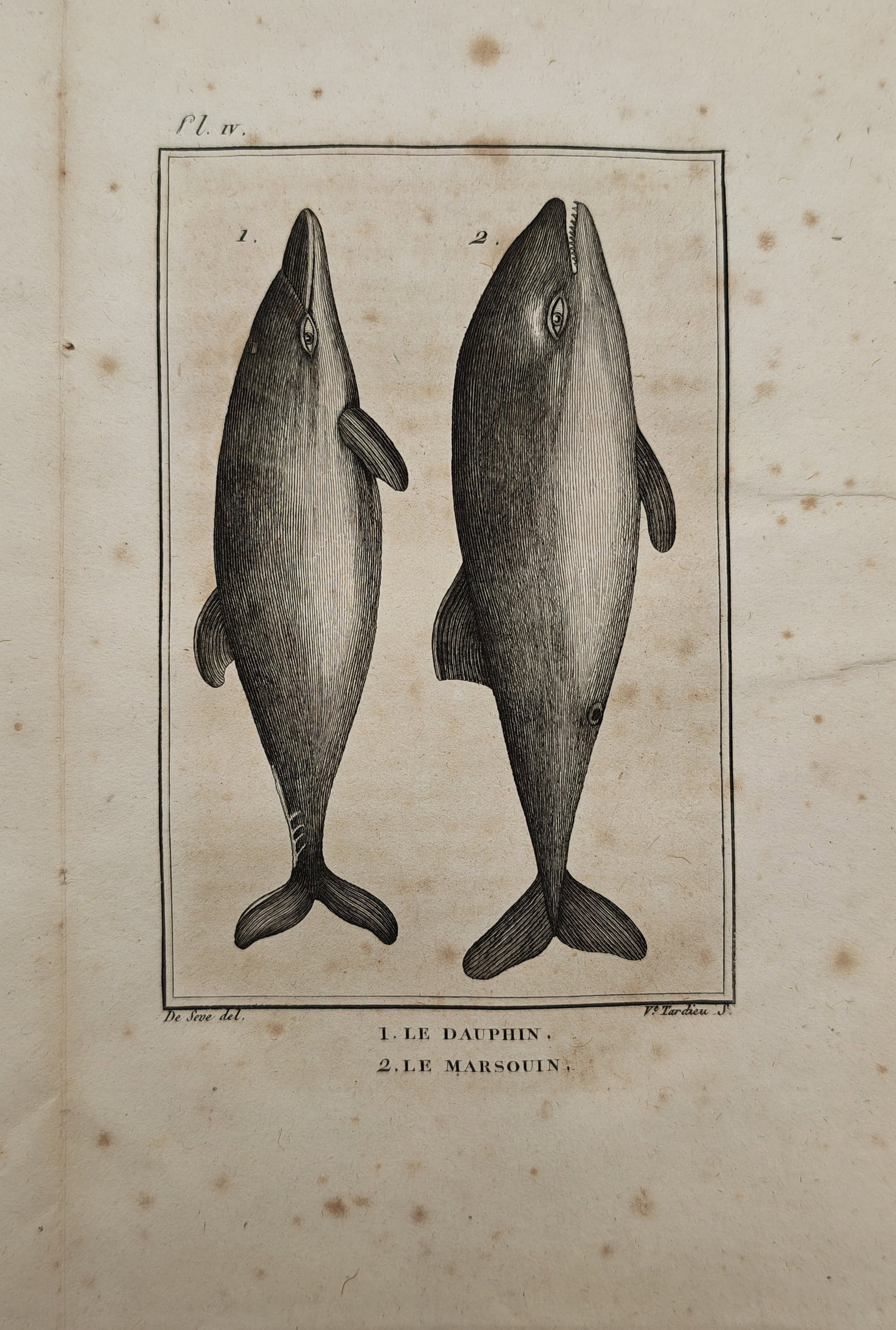 Georges-Louis Leclerc de Buffon – Cetological Study of the Dolphin and Porpoise – Engraving: "The Dolphin, The Porpoise" presents a cetological study illustrating the anatomical profiles, dorsal fins, flukes, and form of marine mammals. The work was published in eighteenth-century France as p