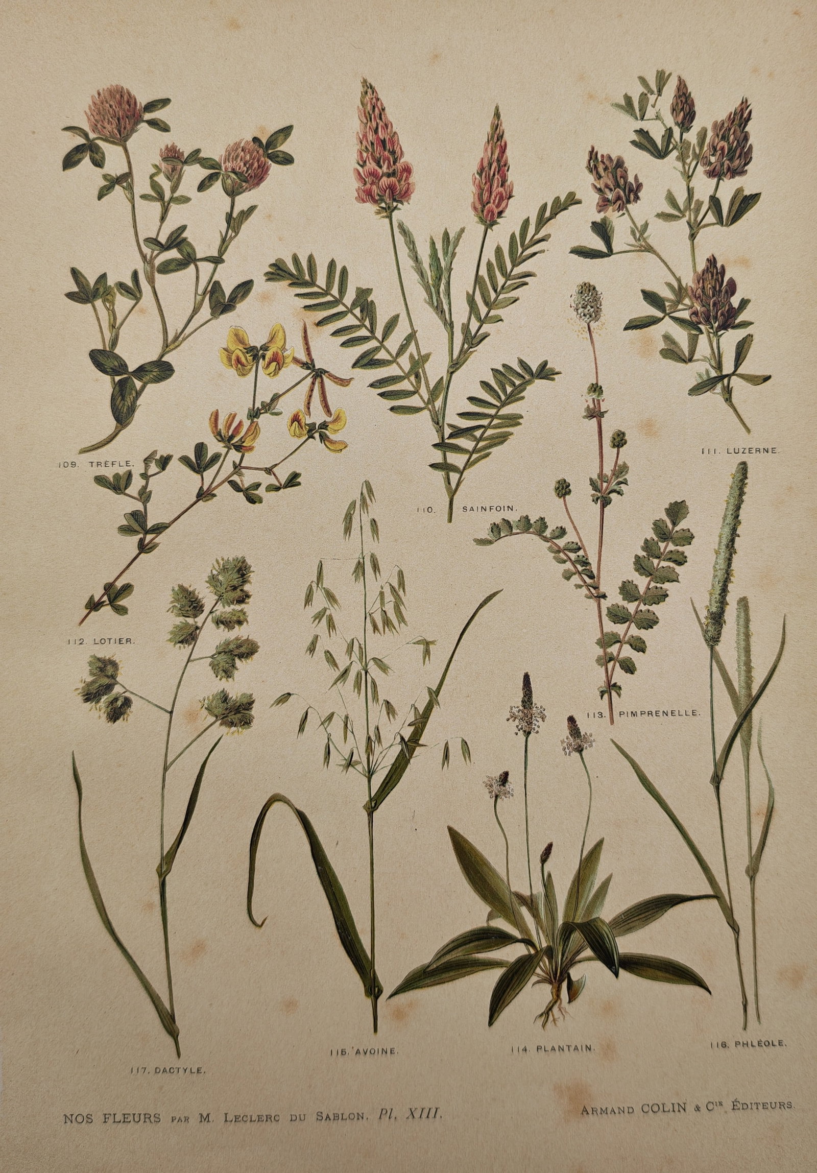 Mathieu Leclerc du Sablon – Botanical Study of Meadow Forage Plants and Wildflowers – Lithograph (1 of 2)