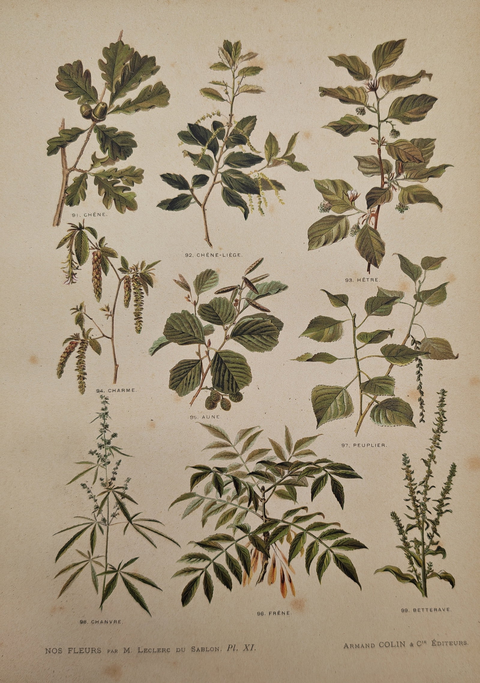 Mathieu Leclerc du Sablon – Botanical Study of Forest Trees Foliage – Lithograph (19th Century): "Our Flowers" presents a botanical study illustrating the foliage, catkins, and seed structures of various European trees and plants, including oak, cork oak, beech, hornbeam, alder, poplar, hemp, ash