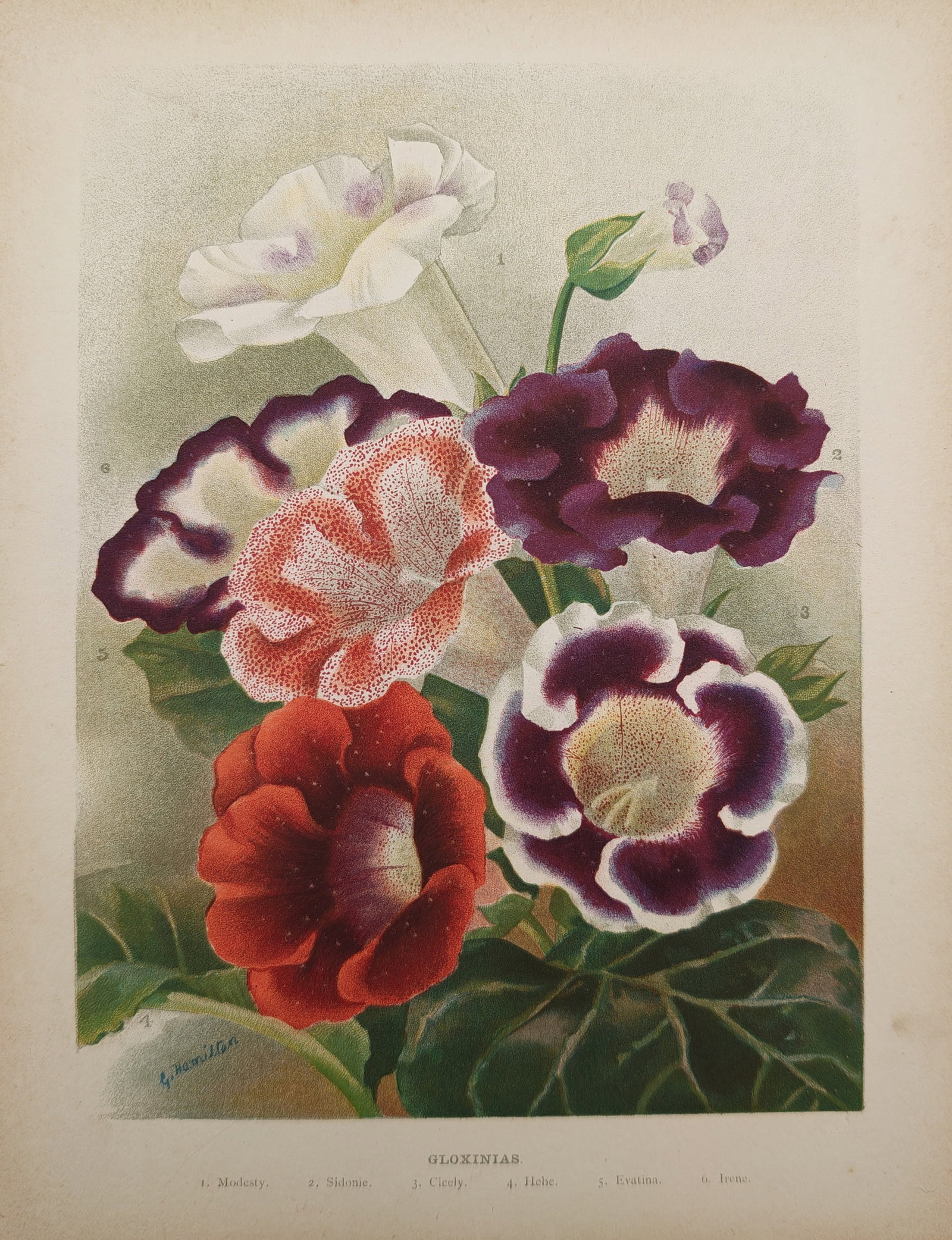 George Hamilton – Botanical Study of Gloxinias – Lithograph (19th Century): "Gloxinias" presents a vibrant botanical study illustrating a colorful cluster of trumpet-shaped gloxinia blossoms displayed in full bloom alongside rich green foliage. The work was published in the n