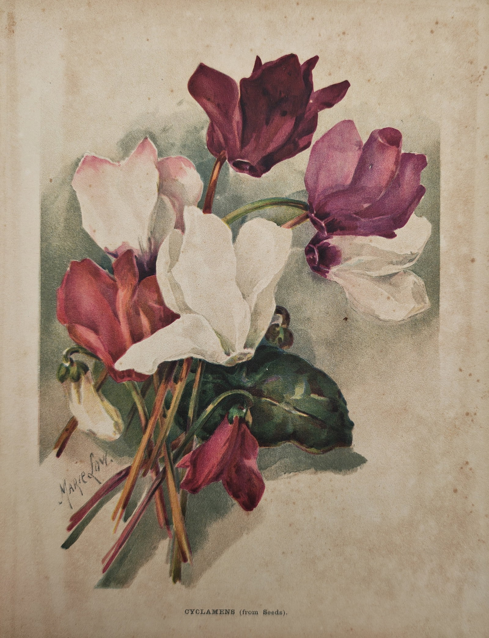 Marie Low – Botanical Study of Cyclamens – Lithograph (19th Century): "Cyclamens" presents a vibrant botanical study illustrating an arrangement of flowering cyclamen blossoms in shades of crimson, pink, and white alongside patterned green foliage. The work was publishe