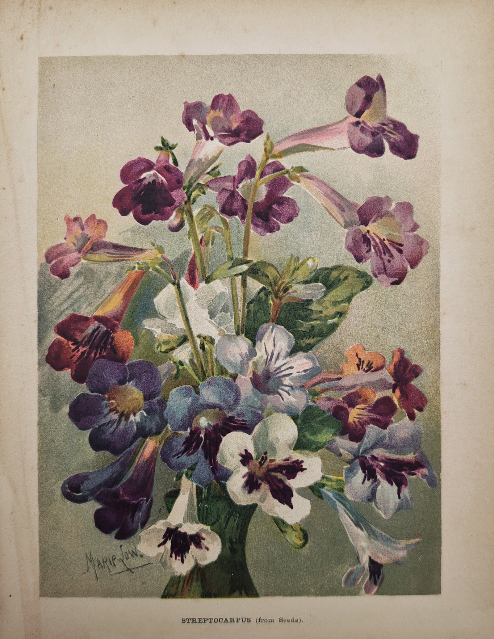 Marie Low – Botanical Study of Streptocarpus Cape Primrose – Lithograph (19th Century): "Streptocarpus" presents a vibrant botanical study illustrating an arrangement of flowering Cape primrose blossoms in purple, violet, mauve, and white tones alongside textured green foliage. The work 