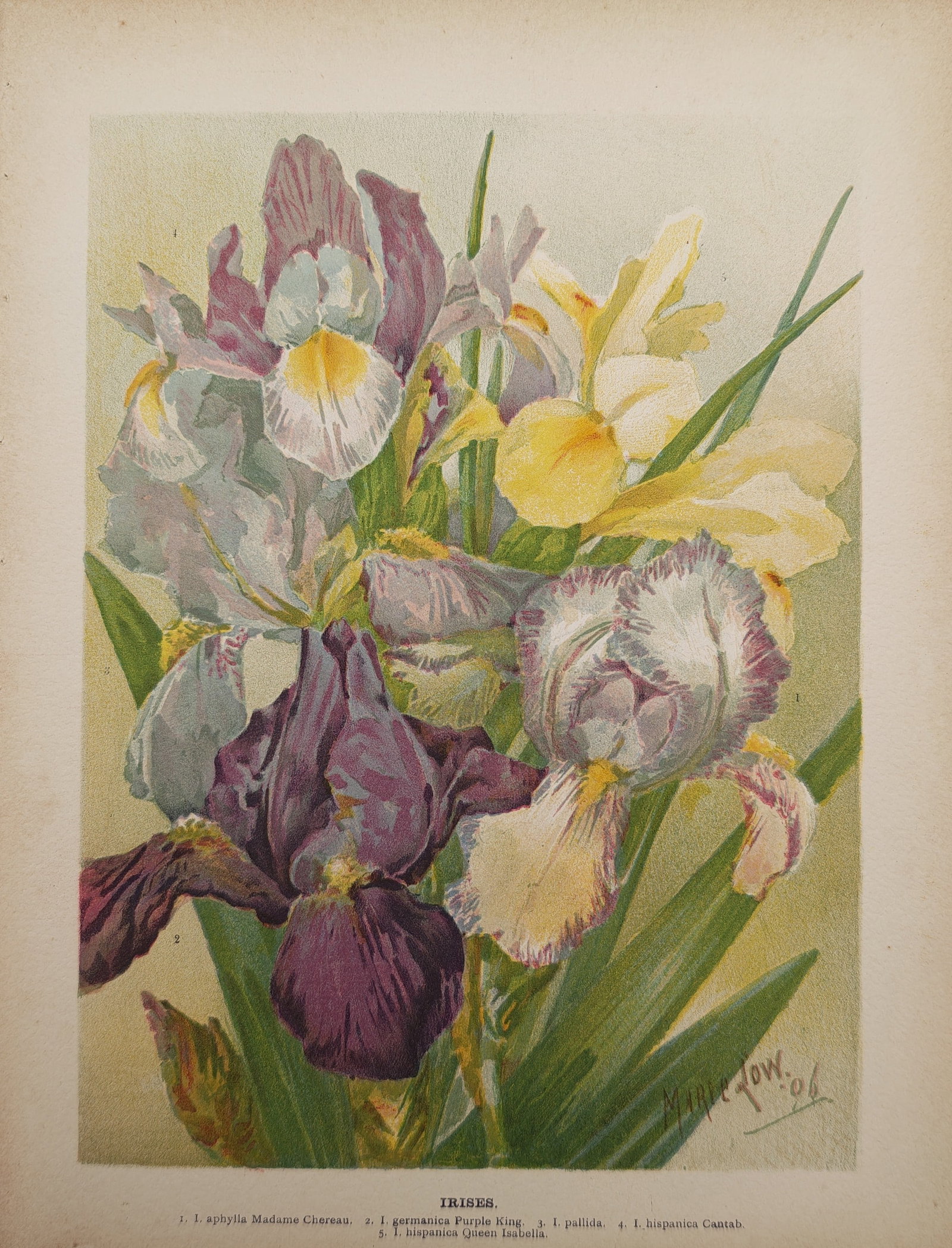 Marie Low – Botanical Study of Irises – Lithograph (1906): "Irises" presents a vibrant botanical study illustrating a colorful assortment of cultivated iris varieties, featuring delicate petals in shades of deep purple, lavender, yellow, and white set against