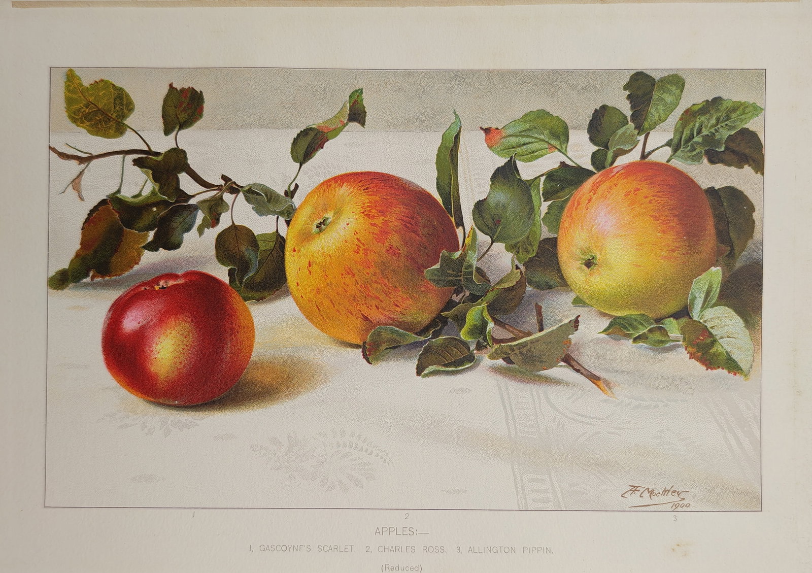 Louis Fairfax Muckley – Botanical Study of Apples – Lithograph (1906): "Apples" presents a pomological still life study illustrating cultivated apple varieties resting among leafy orchard branches upon a patterned surface. The work was published in the early twentieth ce