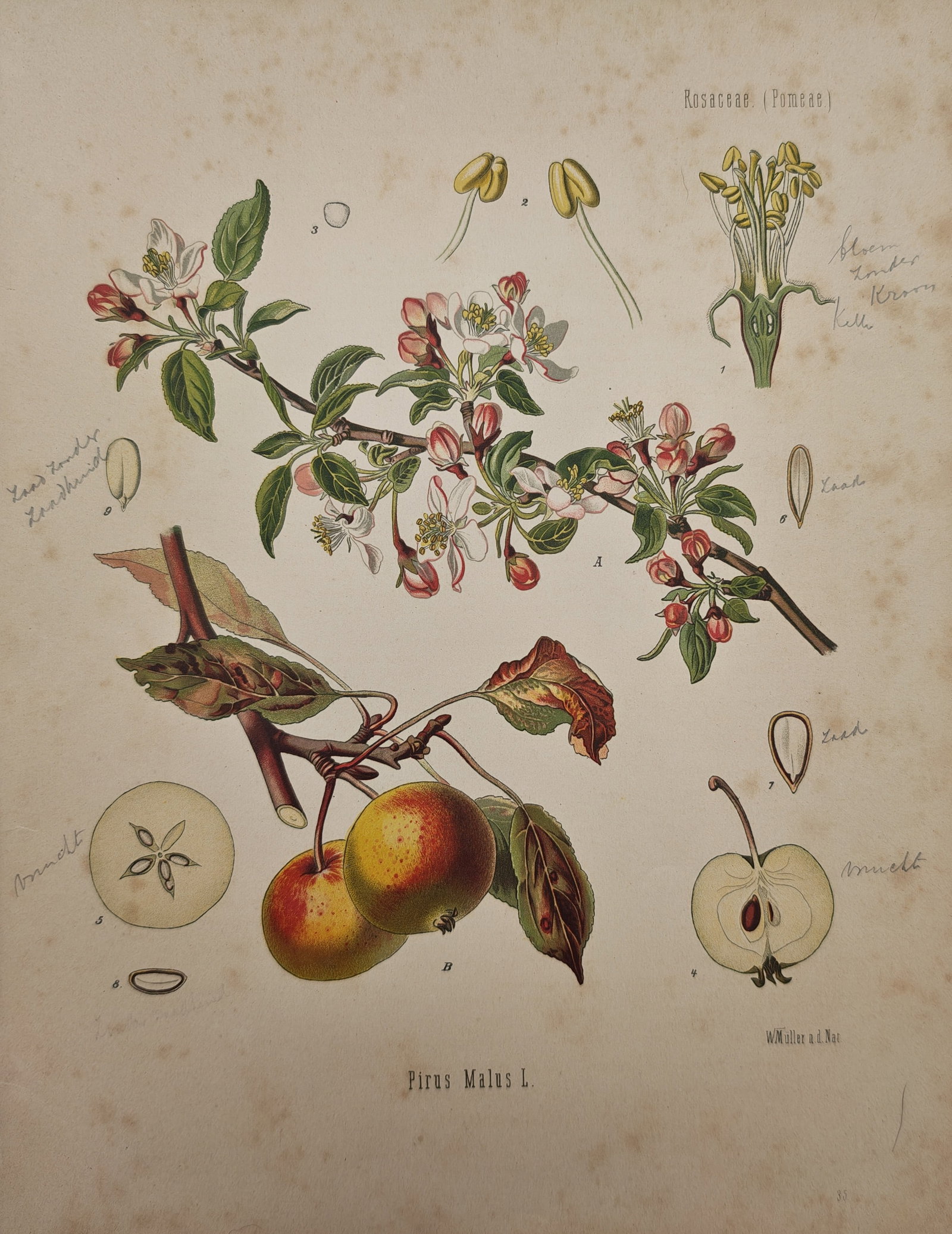 Franz Eugen Köhler – Botanical Study of the Apple Tree – Lithograph (19th Century): "Pirus Malus L." presents a detailed botanical and anatomical study illustrating flowering apple blossoms, ripening orchard fruit, and cross-sectional dissections of seeds and carpels. The work was pu