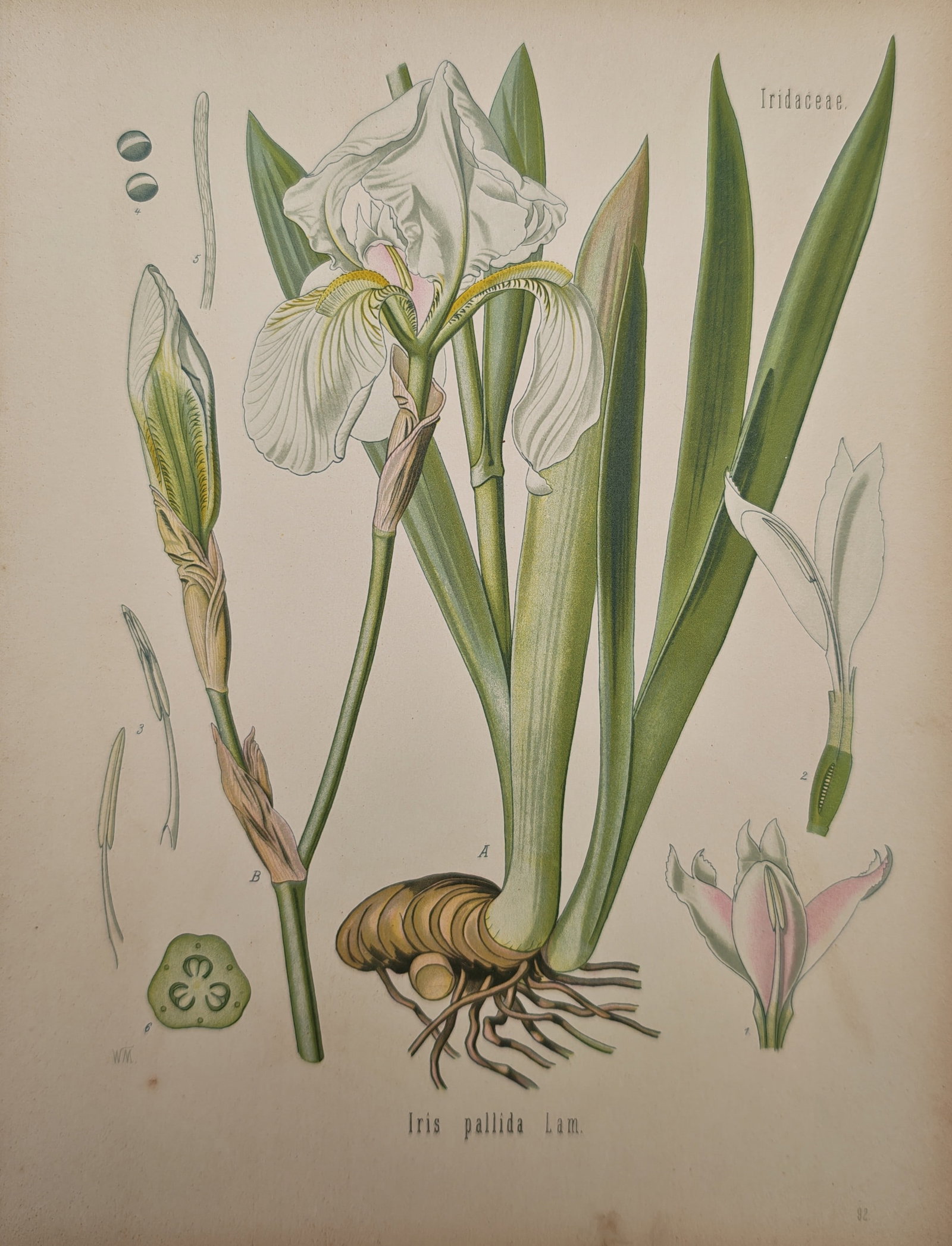 Franz Eugen Köhler – Botanical Study of the Pale Iris – Lithograph (19th Century): "Iris Pallida Lam." presents a botanical and anatomical study illustrating the flowering stem, pale blossom, rhizome structure, and cross-sectional floral dissections of the Dalmatian iris. The work w